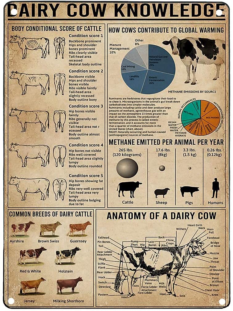 Wall Decor Aluminum Metal Knowledge Sign Dairy Cow Knowledge Metal Tin Sign Dairy Cow Poster Anatomy Farm School Club Wall Decoration Plaque 12x16 inch