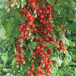 Tomato 'Sweet Million' Seeds Fruit Vegetable Half-Hardy Annual Garden Plants Easy to Grow Your Own Tomato 'Sweet Million' 1 Packet of 8 Seeds by Thompson and Morgan