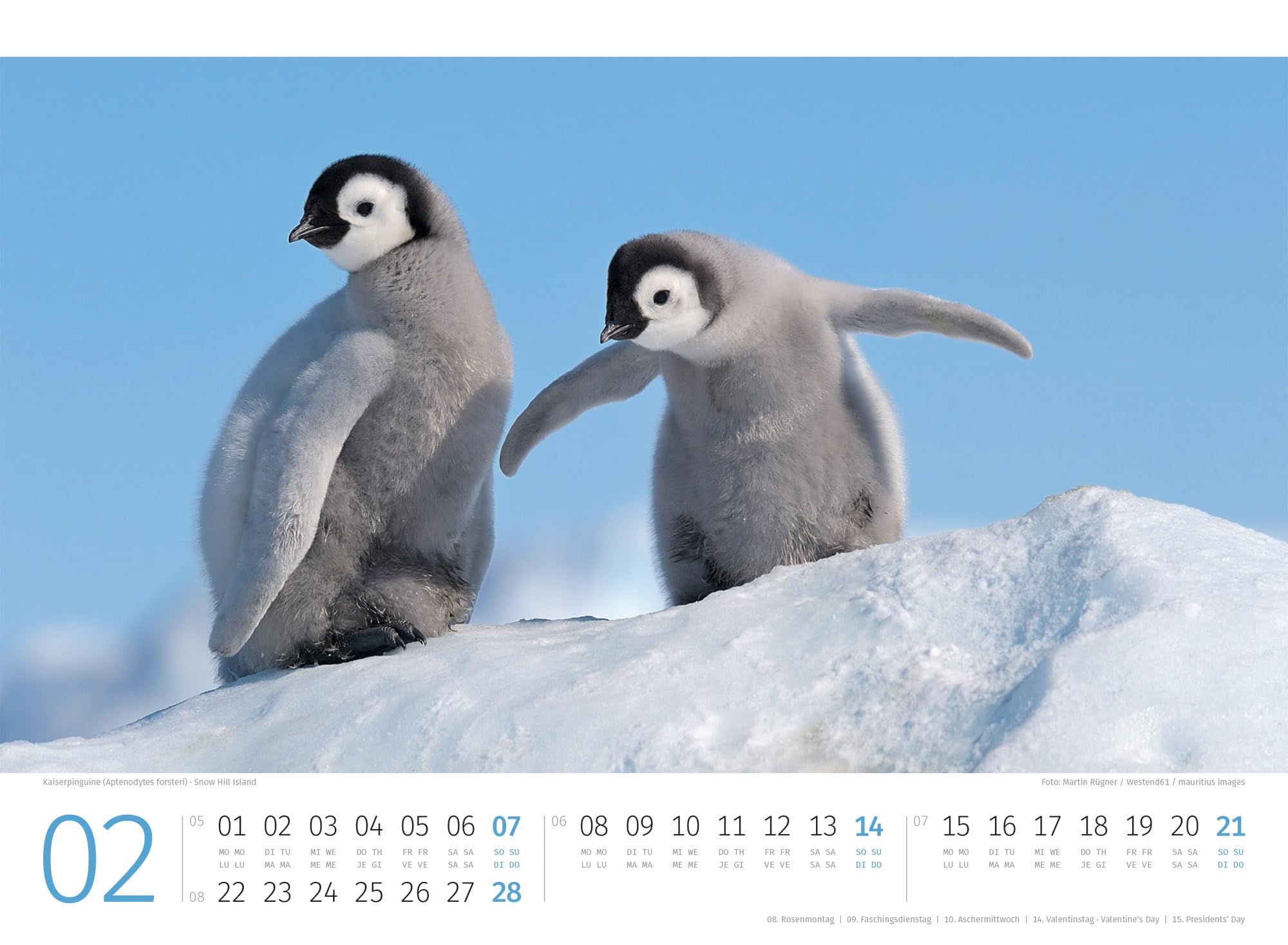Pinguine Kalender 2027: Hochwertiger Vogel-Kalender im Querformat (45x33 cm) | Tiere in der Antarktis