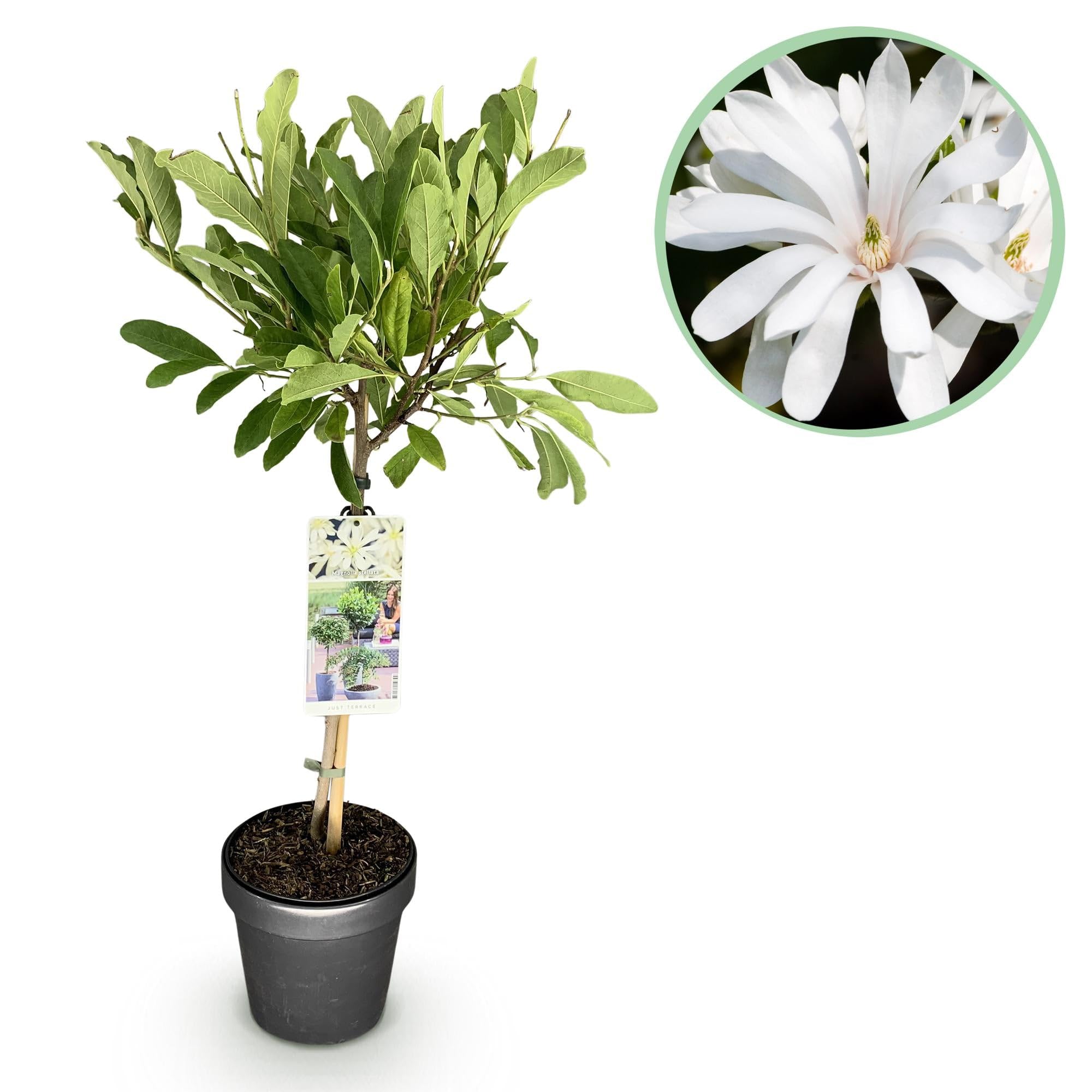 Magnolia stellata Plante sur Tige Pot 19cm Hauteur 90cm Fleurs Blanches Feuillage Caduc