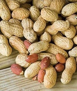 50 pcs Peanut Seed Garden Exotic Nut Plant Seed A High-Yield Vegetable Crop Loved by Gardeners