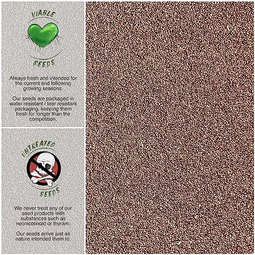 Seed Needs, Holy Basil/Tulsi Herb Seeds For Planting (Ocimum Sanctum) Heirloom, Non-Gmo & Untreated (2 Packs) #TOP2