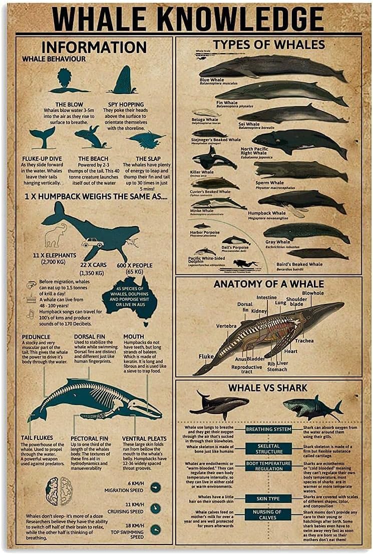 rayprint Metal Knowledge Signs Whale Knowledge Metal Tin Sign Types Of Whales Animal Information Anatomy Poster School Farm Club Garage Wall Decoration Plaquees 8x12inch