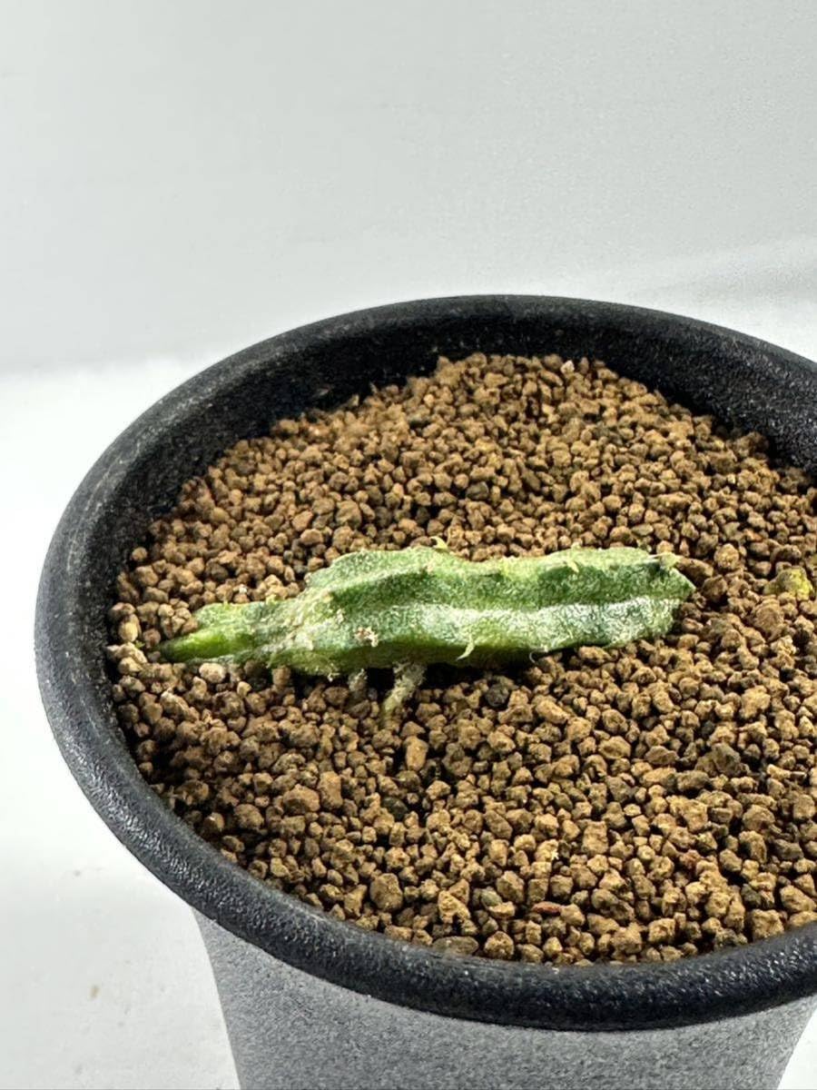 Amazon.co.jp: ガガイモ エキドノプシス マルムEchidonopsis malum 発