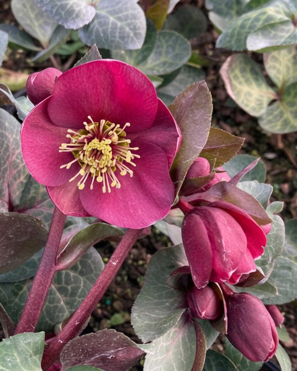 Perennial Farm Marketplace Helleborus Frostkiss® Vibey Velvet™ (Lenten Rose) Live Perennial, Size-#1 Container, Deep Red Winter to Early Spring Flowers with Marbled Evergreen Foliage, Deer Resistant