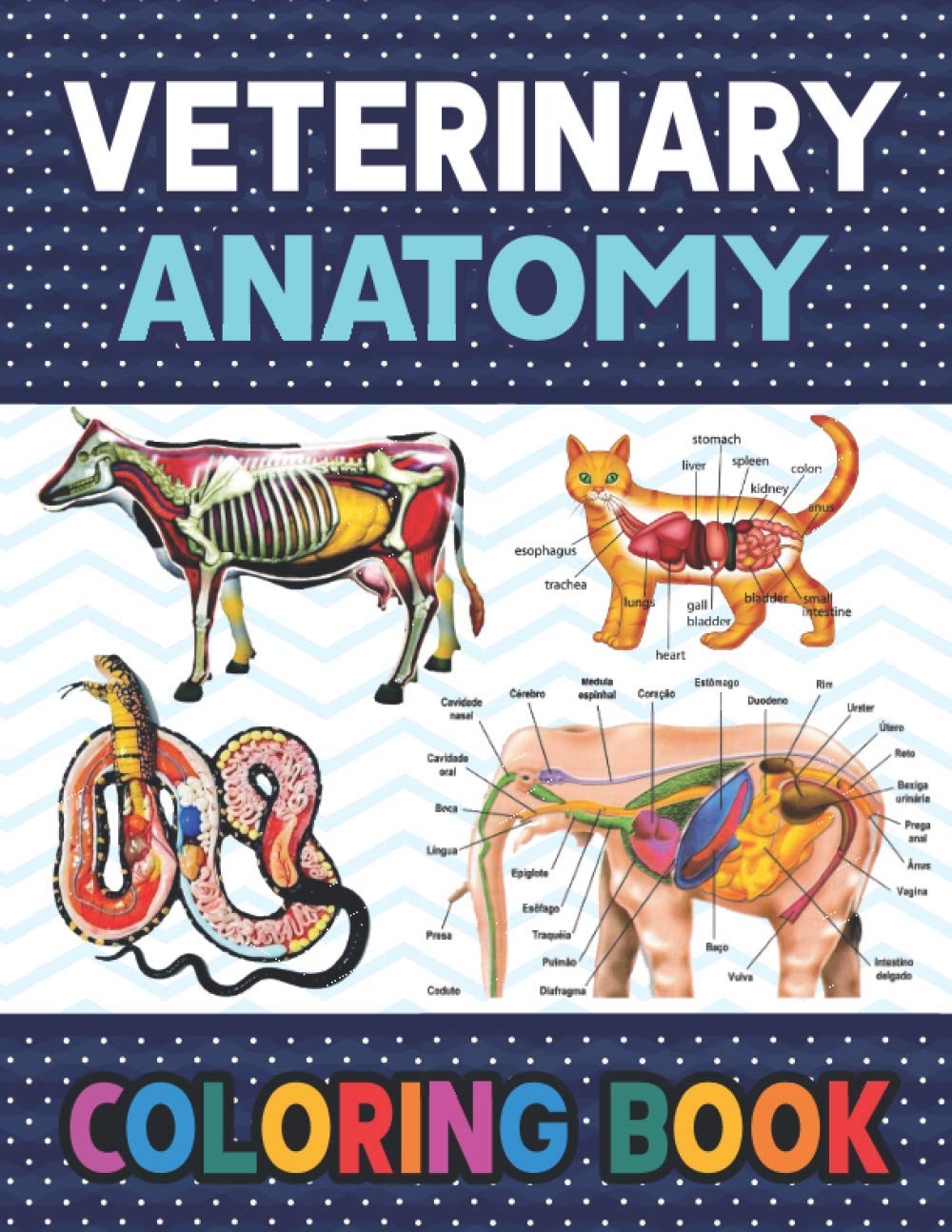 Veterinary Anatomy Coloring Book: Fun and Easy Veterinary Anatomy Coloring Book for Kids.Animal ...