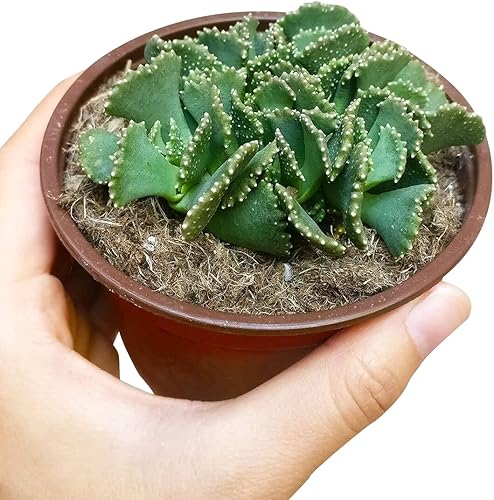 Miniatura 8 de Titanopsis Calcarea - Hoja de hormigón de 4 pulgadas, suculenta saludable, rara e inusual, viva de fácil cuidado, planta interior de casa,
