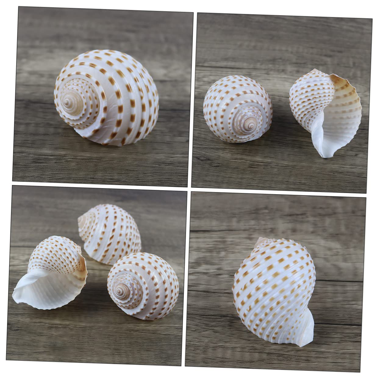 BESPORTBLE 2 Set Decorative Naturali per Decorazioni Nautiche Decor Craft E Accessori per per Creazioni da Te E Centrotavola 3 Pezzi * 2
