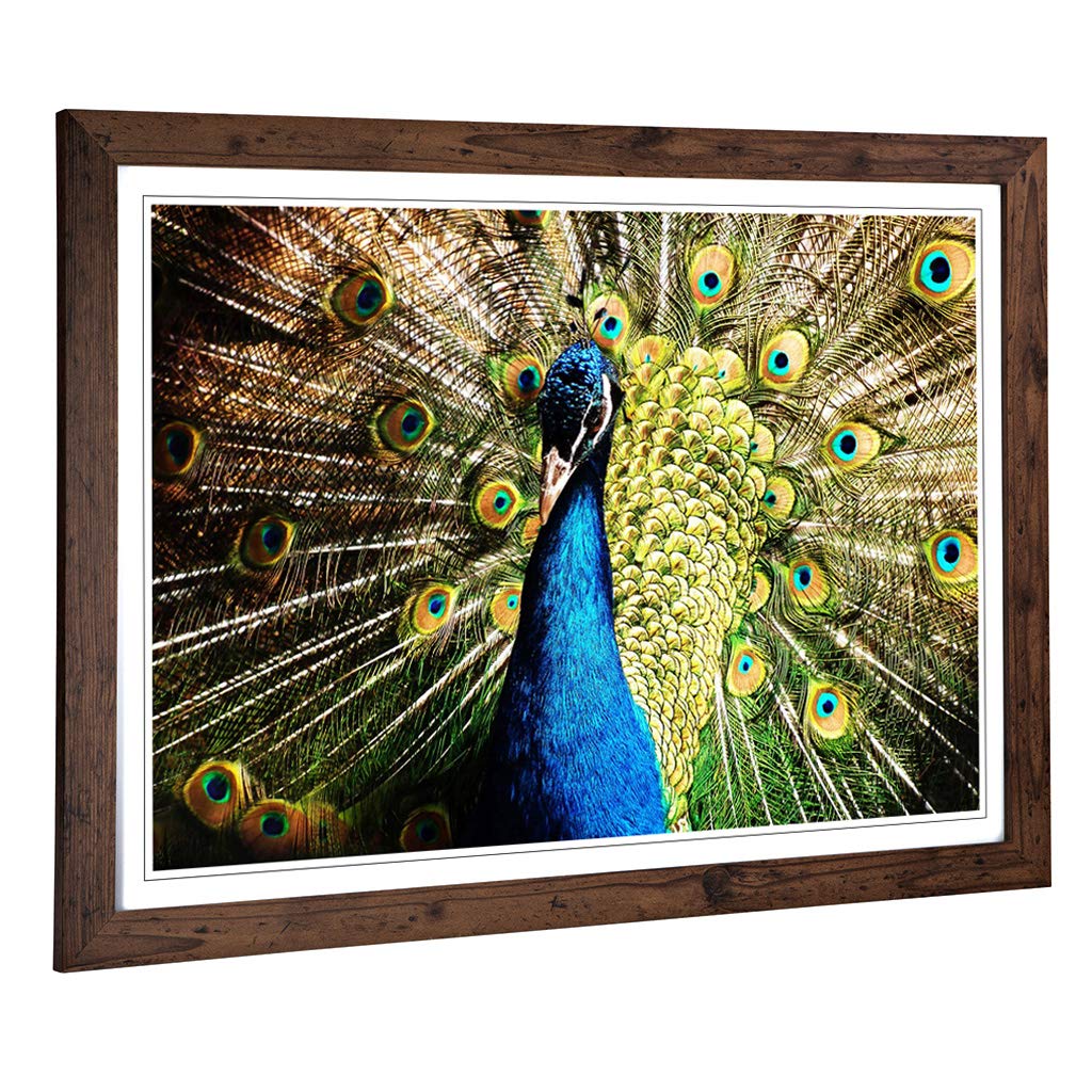 Big Box Art Framed Print of Peacock Bird 5 Design | Wall Art Picture | Home Decor for Kitchen, Living, Dining Room, Lounge, Bedroom, Hallway, Office, Walnut, A2 / 24.5x18 Inch / 62x45cm