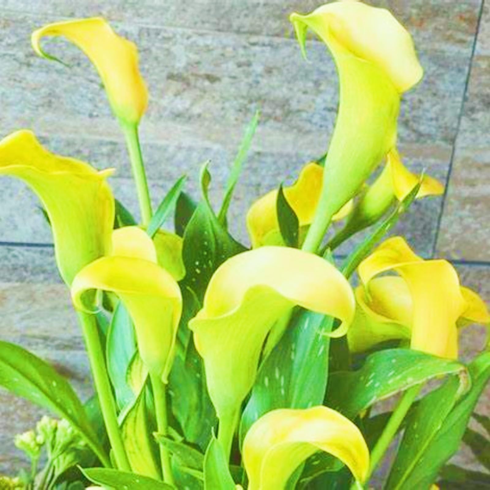Rich in Color Calla Lily Plants Bloom Year After Year Wedding Flowers/Garden Flowers/Plant Bulbs-8bulbs-c