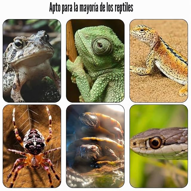 Foto 5 de 6 de UQTUKO Lampara Tortugas, E27 tortuguera para tortugas de agua de Cerámica con Interruptor Giratorio de 360°…