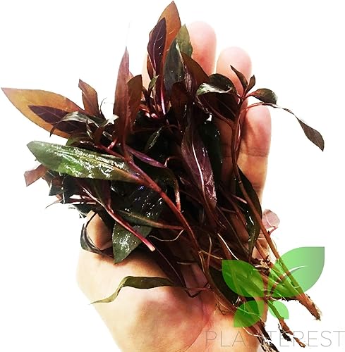 Miniatura 2 de Planterest - Decoración de plantas de acuario de acuario tropicales en maceta roja Ludwigia Peruensis BUY2GET1FREE