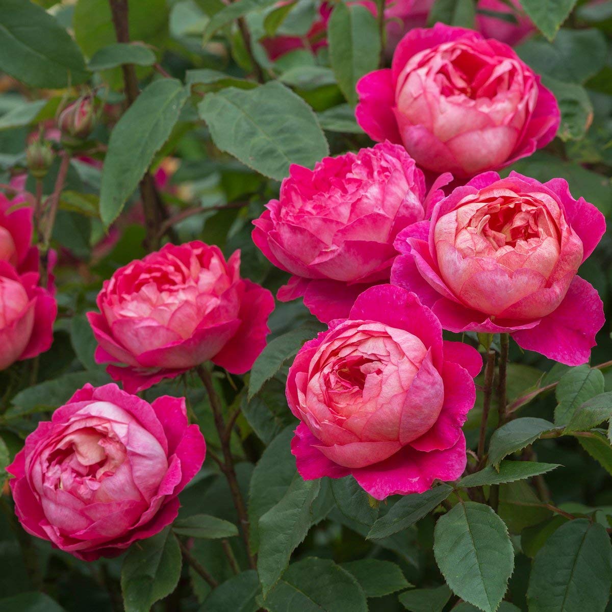 See full amazon price history chart for ROYAL LAND Rare Grafted English Rose Plant " Benjamin Britten " Pink Color Double rose 2 Healthy Live Plant ROYAL LAND Rare Grafted English Rose Plant " Benjamin Britten " Pink Color Double rose 2 Healthy Live Plant (B08FJ9YTG9) Amazon Price History, Amazon Price Tracker