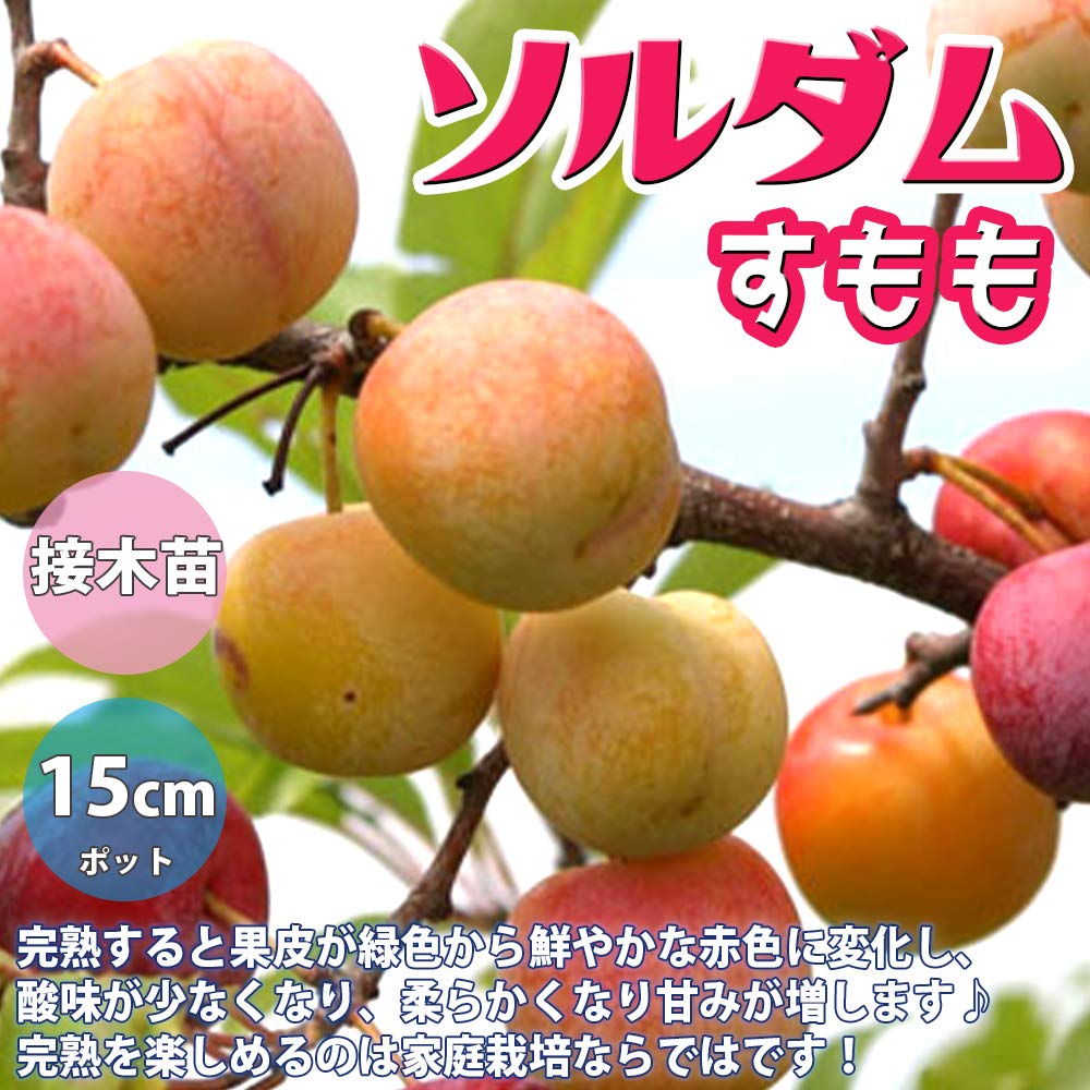 苗木4本セット　桃苗木1本白桃　すもも苗木3本ビューティ、ソルダム、メスレー Amazon.co.jp: スモモの苗木 品種：ソルダム【品種で選べる果樹苗木 2