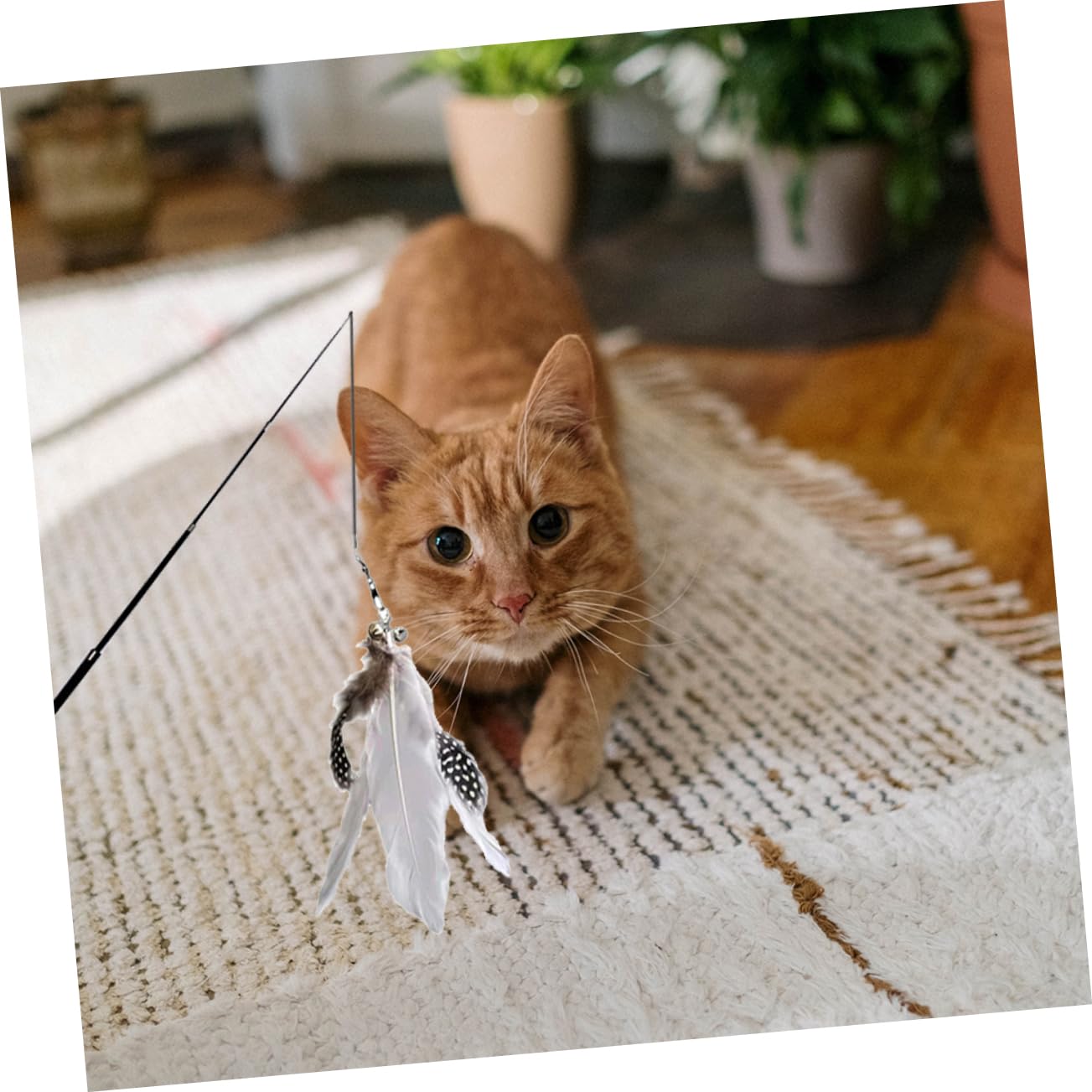 Kisangel 6pièces Canne Télescopique pour Chat avec Plumes Jouets Interactifs pour Instinct De Chasse des Félins pour Jeu Et Exercice