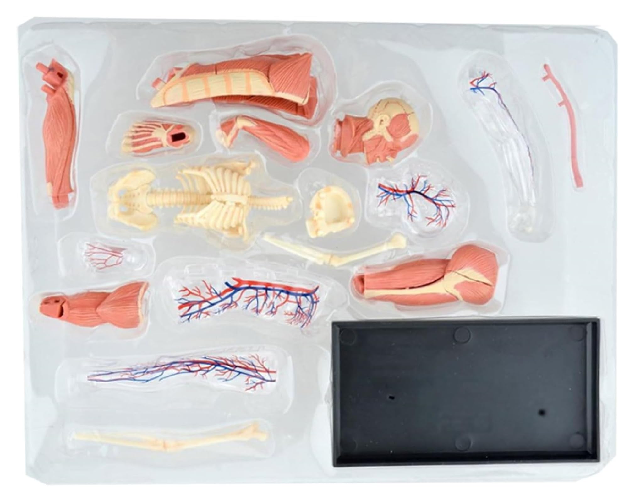 46 Piezas Ensambladas Modelo Anatómico Muscular Humano, Modelo Anatómico, Modelo Médico, Anatomía Humana, Modelo Instrumental De Investigación del Cuerpo Transparente