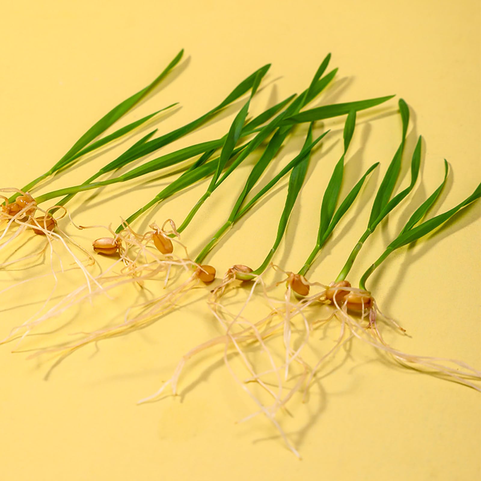 Lot De 2 Bacs à Plantes Pour Herbe à Chat - Plateaux Pratiques Vert Indigo Et Rose Pour Une Verdure Fraîche à La Maison