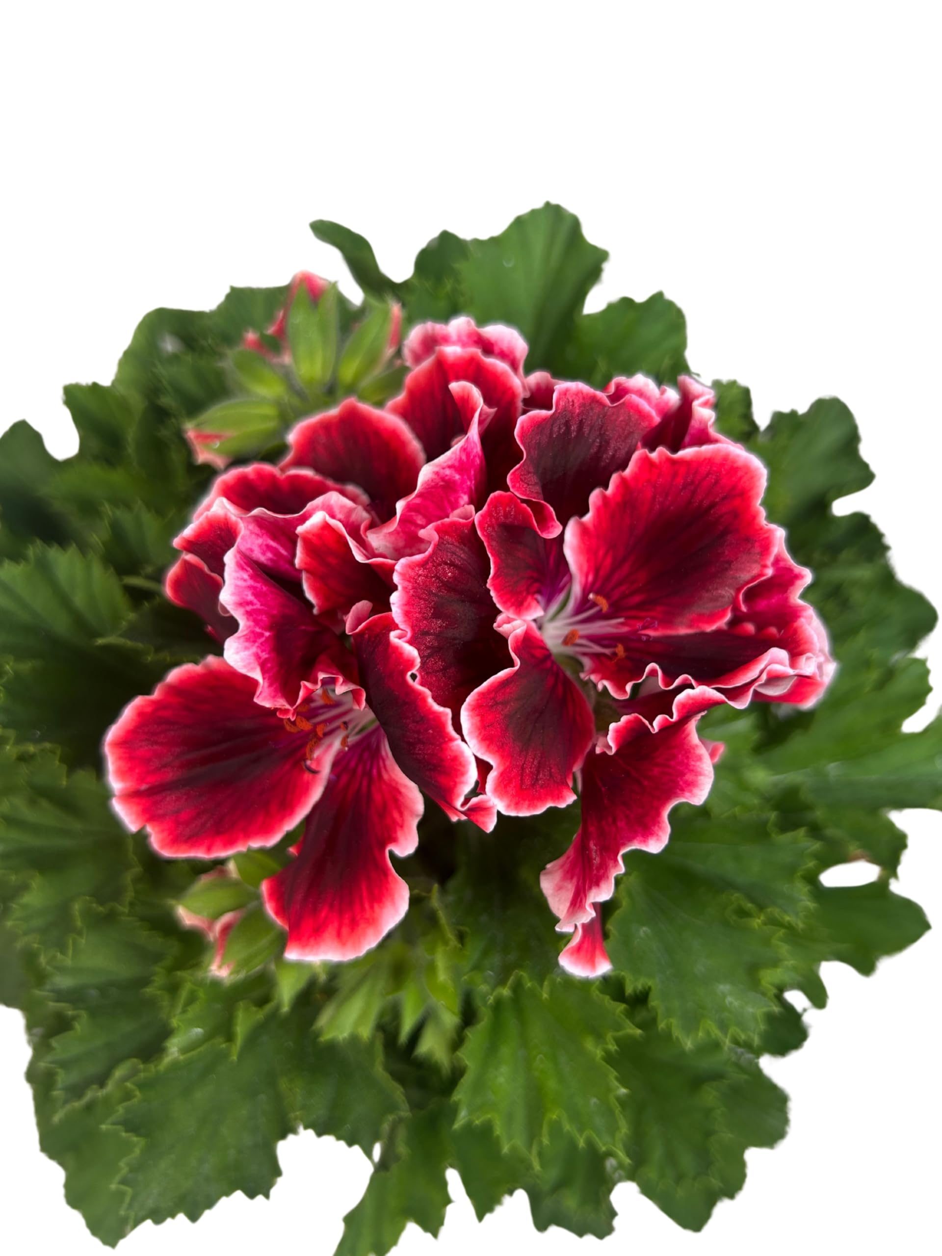 Geranio Pelargonium Grandiflorum, Maceta de 14 cm, Flores Rojas | Planta Natural de exterior, para Terraza y Jardín