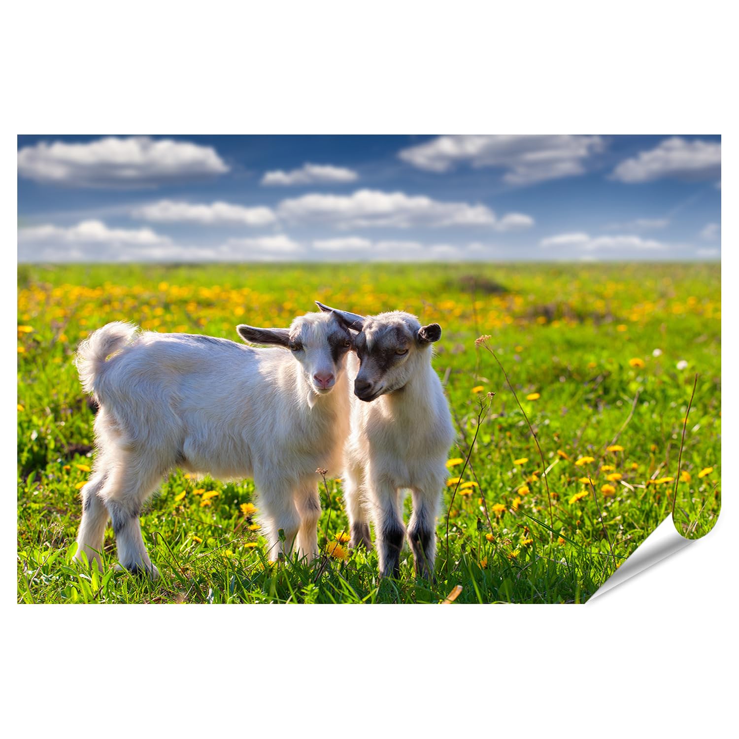 islandburner Prime Poster - Póster de dos cabras jóvenes en prado floreciente cuando hace buen tiempo - póster 130 x 90 cm