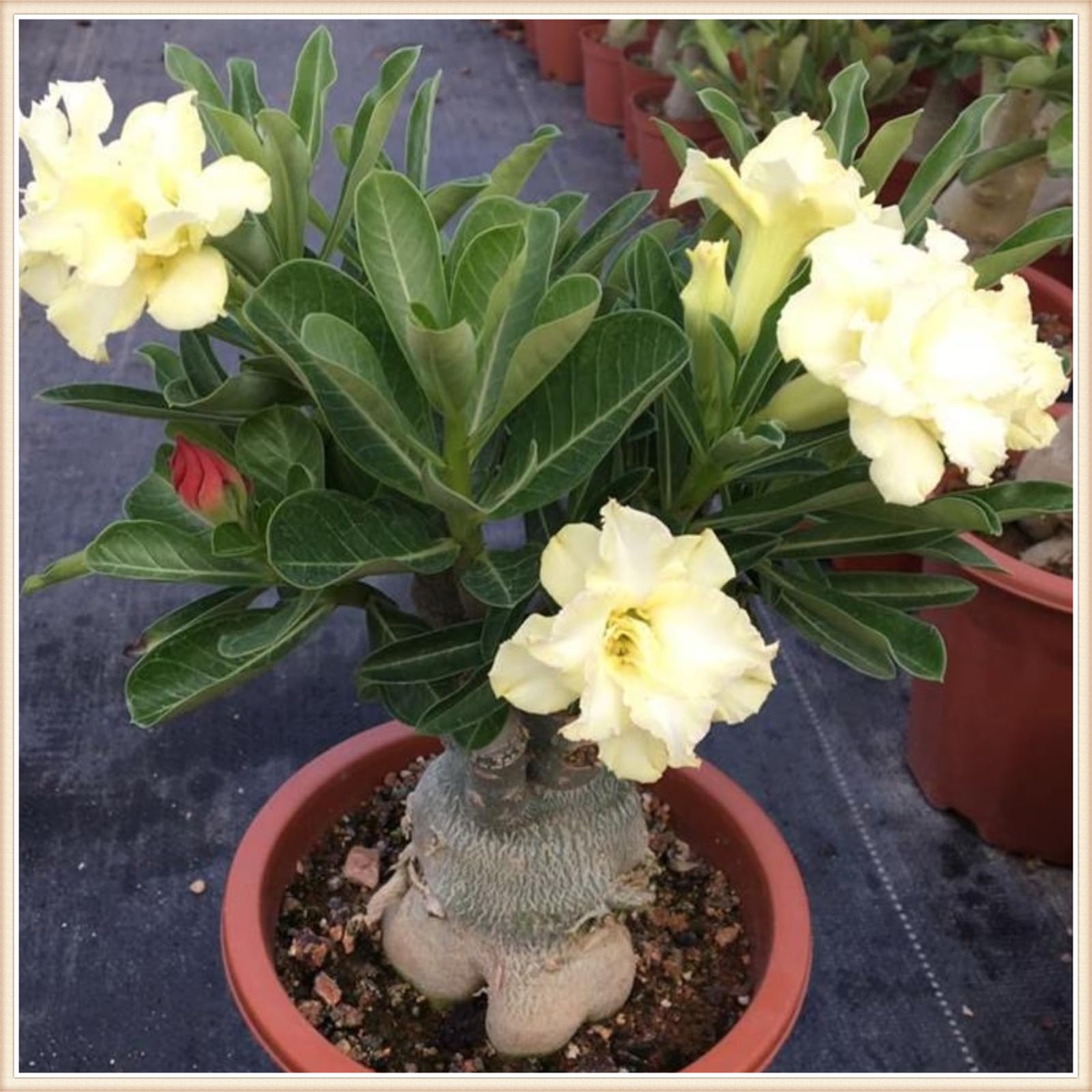 Adenium obesum pflanze,wstenrose zimmerpflanze,Winterharte Stauden,seltene  tropische Pflanzen-1zwiebeln-B : Amazon.de: Garten