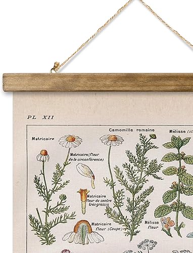 Miniatura 17 de XIAOAIKA Póster de botánica vintage con marco de madera, tabla de plantas venenosas antiguas, arte educativo botánico con especies peligrosas, 1