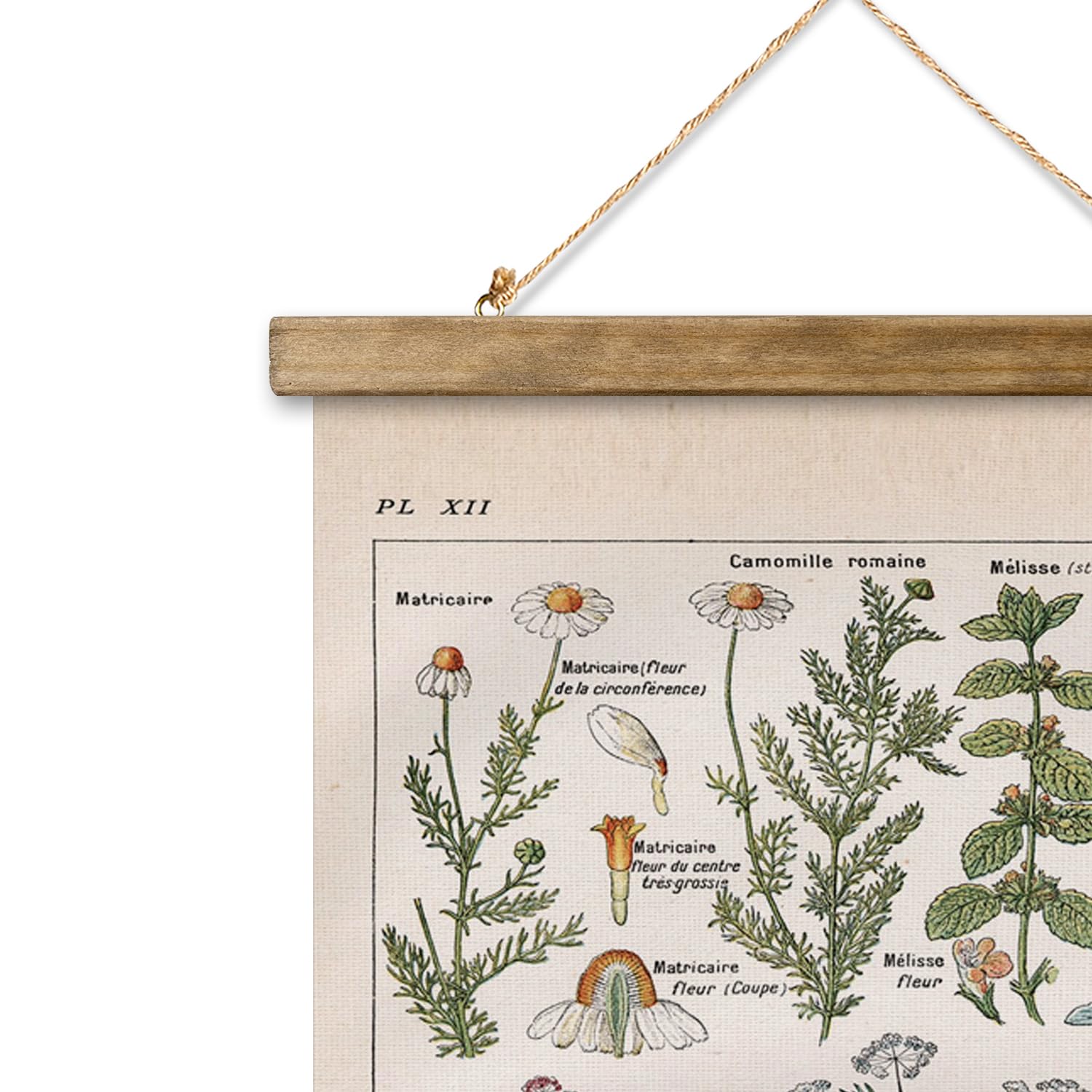 Poster Vintage XIAOAIKA Con Cornice In Legno, Illustrazione Botanica Di Piante Digestive, Stampa Su Lino, Pronto Da Appendere, Decorazione Parete Retrò 40,6x58,4 Cm - 3