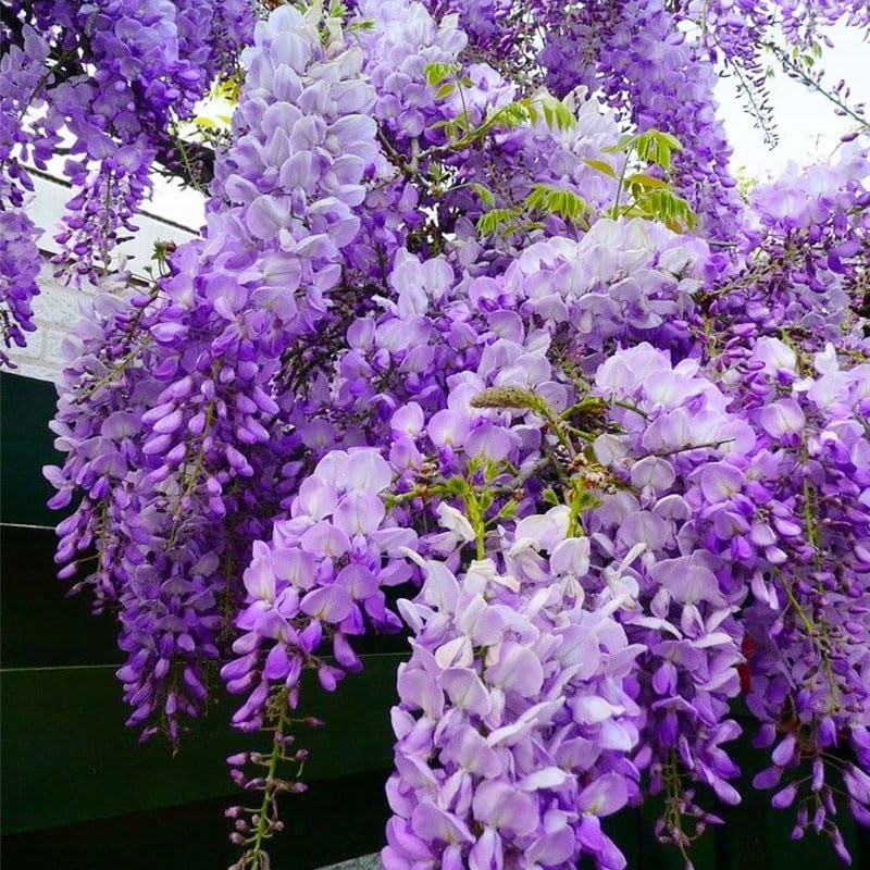 Miniatura 3 de 5 semillas de árbol bonsái de glicina para plantar, semillas de plantas tradicionales sin OMG