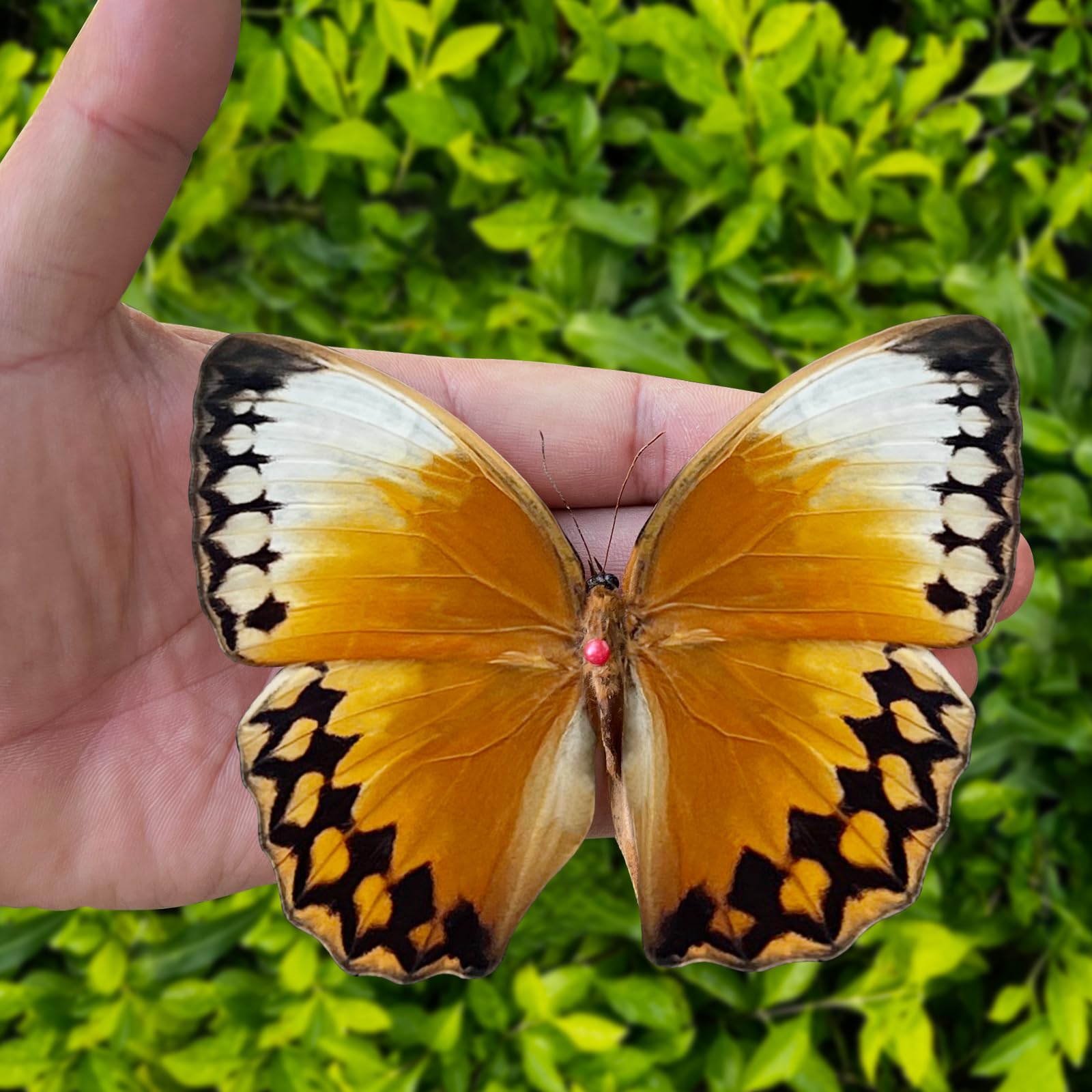 Marco de rombo negro de mariposa real, hecho a mano, caja de sombra de escarabajo, espécimen de insectos, entomología única, rarezas, colección de taxidermia, obra de arte de mesa, decoración del