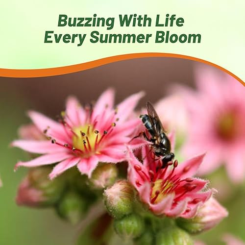 Miniatura 7 de Outsidepride Sempervivum Tectorum Houseleek - Semillas de plantas perennes tolerantes a la sequía - 250 semillas