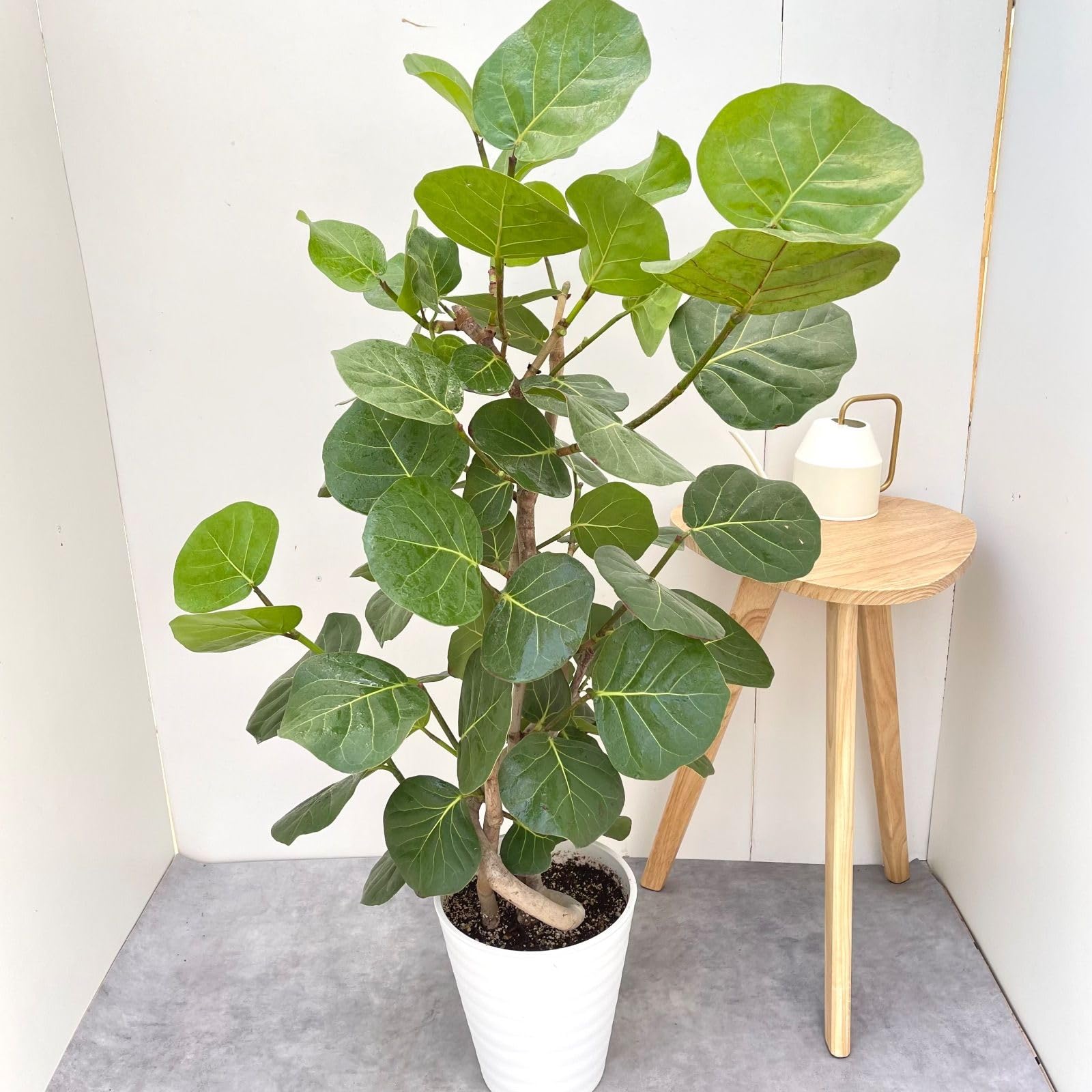 Amazon｜シーグレープ 曲がり 6 観葉植物 大型 室内｜観葉植物