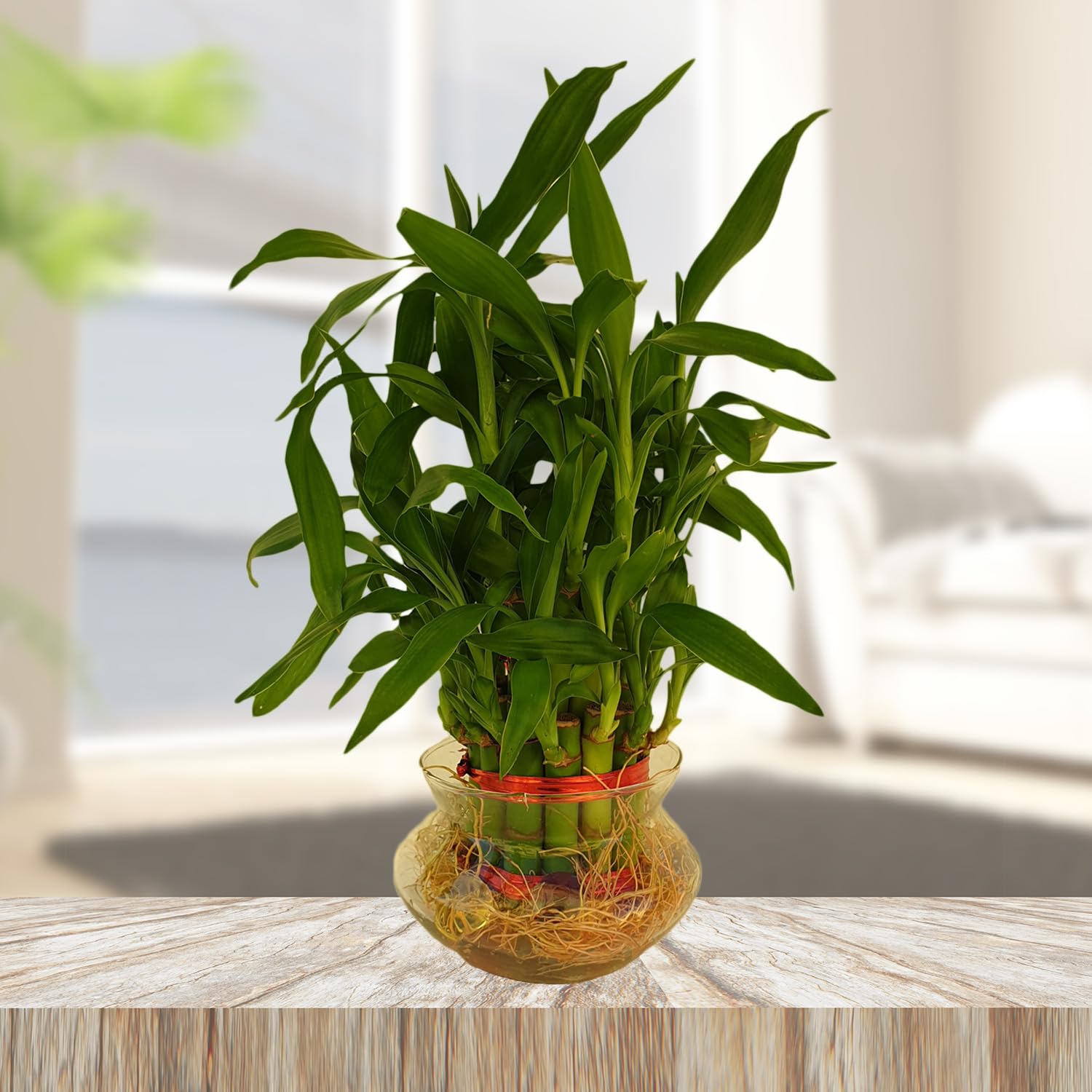 Smz Brandlines;Smart Branding Smz Brandlines 2 Layer Lucky Bamboo Indoor Live Plant With Glass Pot For Home, Indoor, Table, Office Decor Item