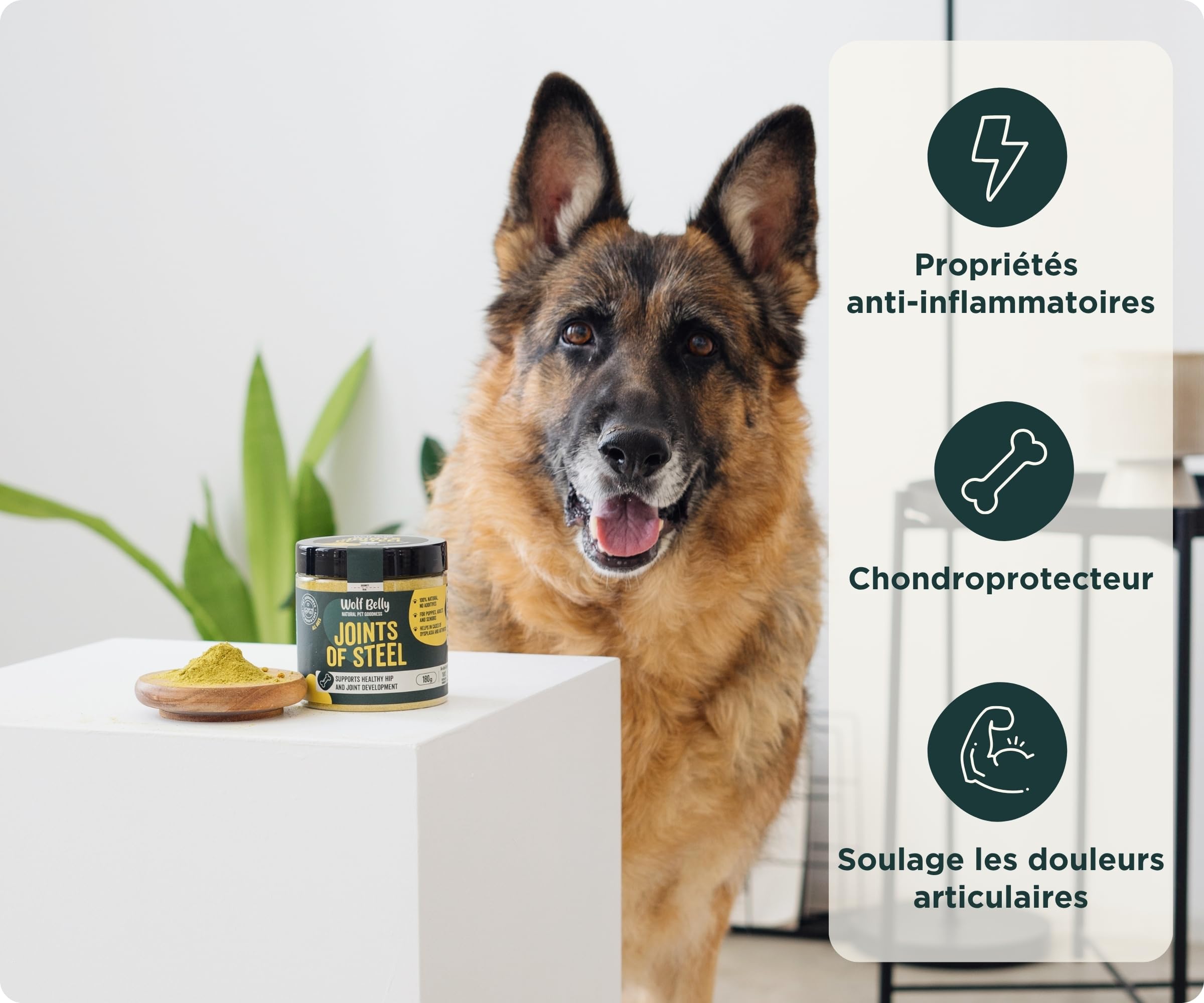 Wolf Belly - Pack Chondroprotecteur pour Chiens | Complément Articulaire en Poudre + Friandises à l’Acide Hyaluronique | Articulations Fortes | Anti-inflammatoire - Fabriqué en Europe