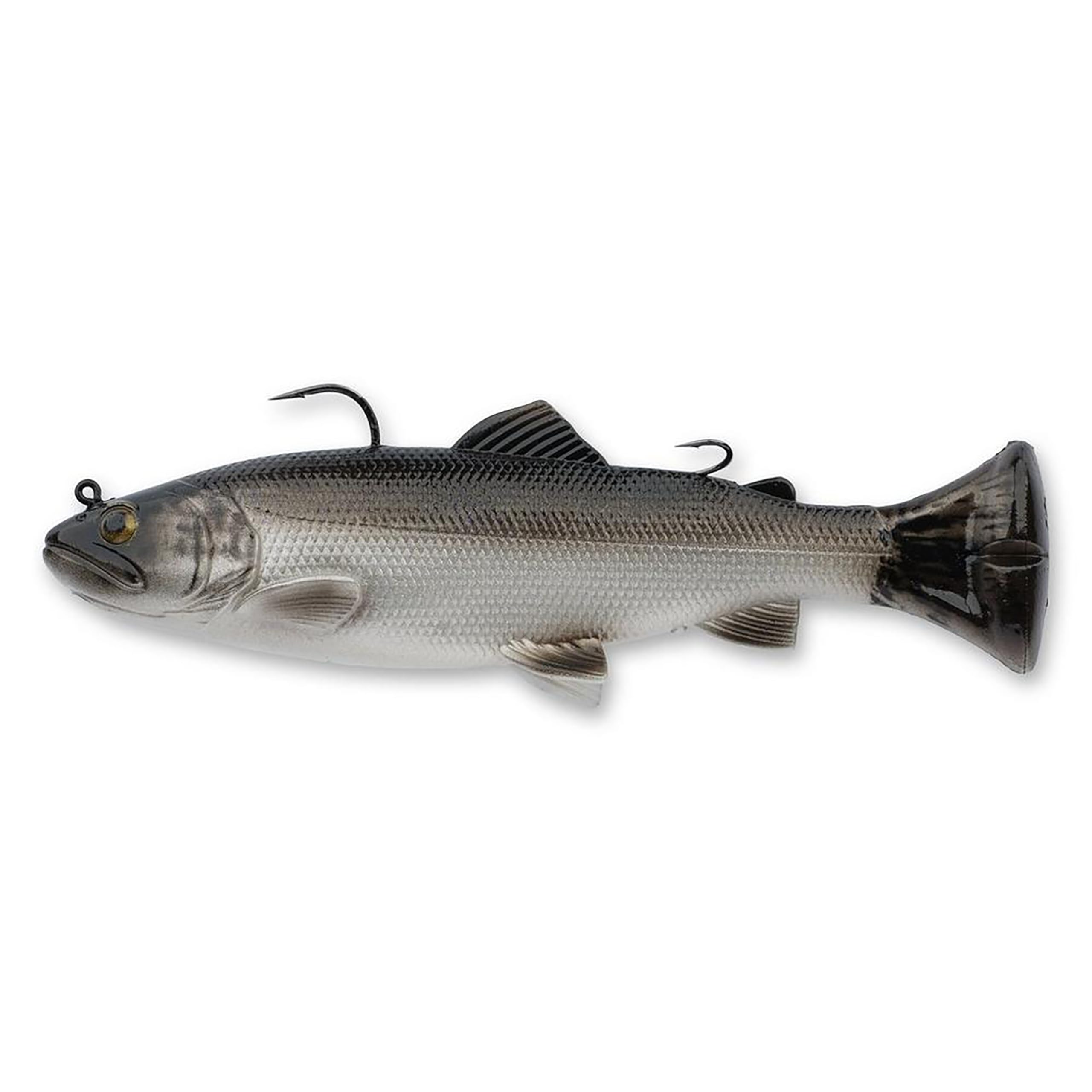 Amazon.com : Savage Gear 3D Pulse Tail Trout RTF 8" Freshwater Swimbait Lure for Bass, Dirty Silver : Sports & Outdoors Amazon.com : Savage Gear 3D Pulse Tail Trout RTF 8" Freshwater Swimbait Lure for Bass, Dirty Silver : Sports & Outdoors