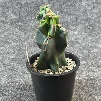 Amazon.co.jp: 鉢ごと発送セレウス 岩石獅子 Cereus jamacaru3.5号鉢