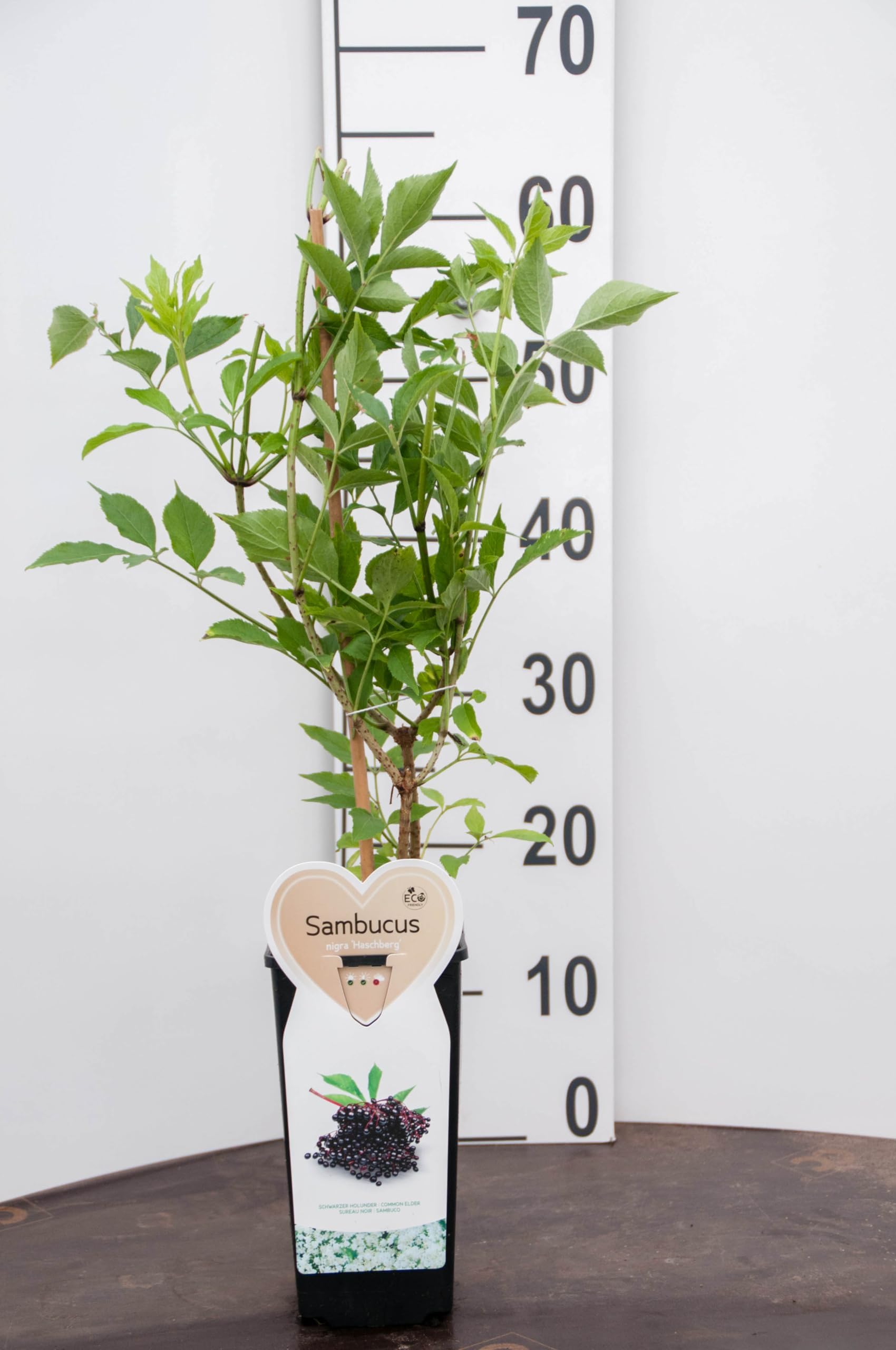 1 Piante di Sambuco (varietà HASCHBERG) - Sambucus Nigra su vaso cm 23 MODIPITRE