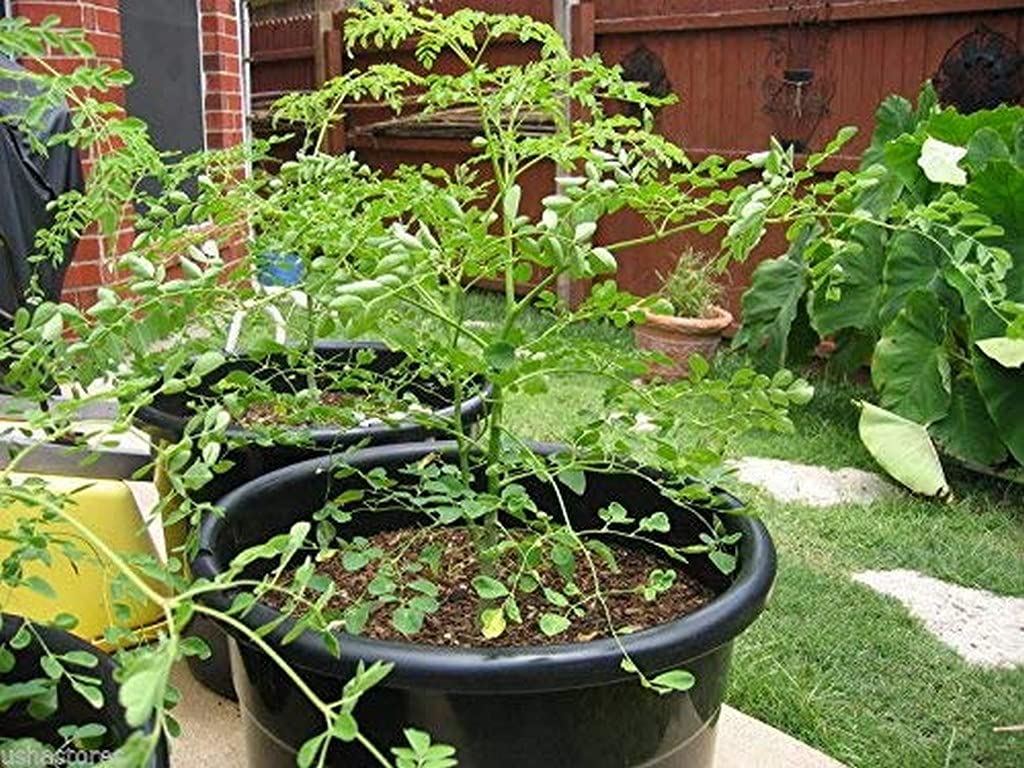 Creative Farmer Farm Dwarf Hybrid Drumstick Moringa Oleifera Short Variety Medicinal Plant Muringa (Healthy Live Plant),Green Plant (B09HCRT1WF) Amazon Price History, Amazon Price Tracker