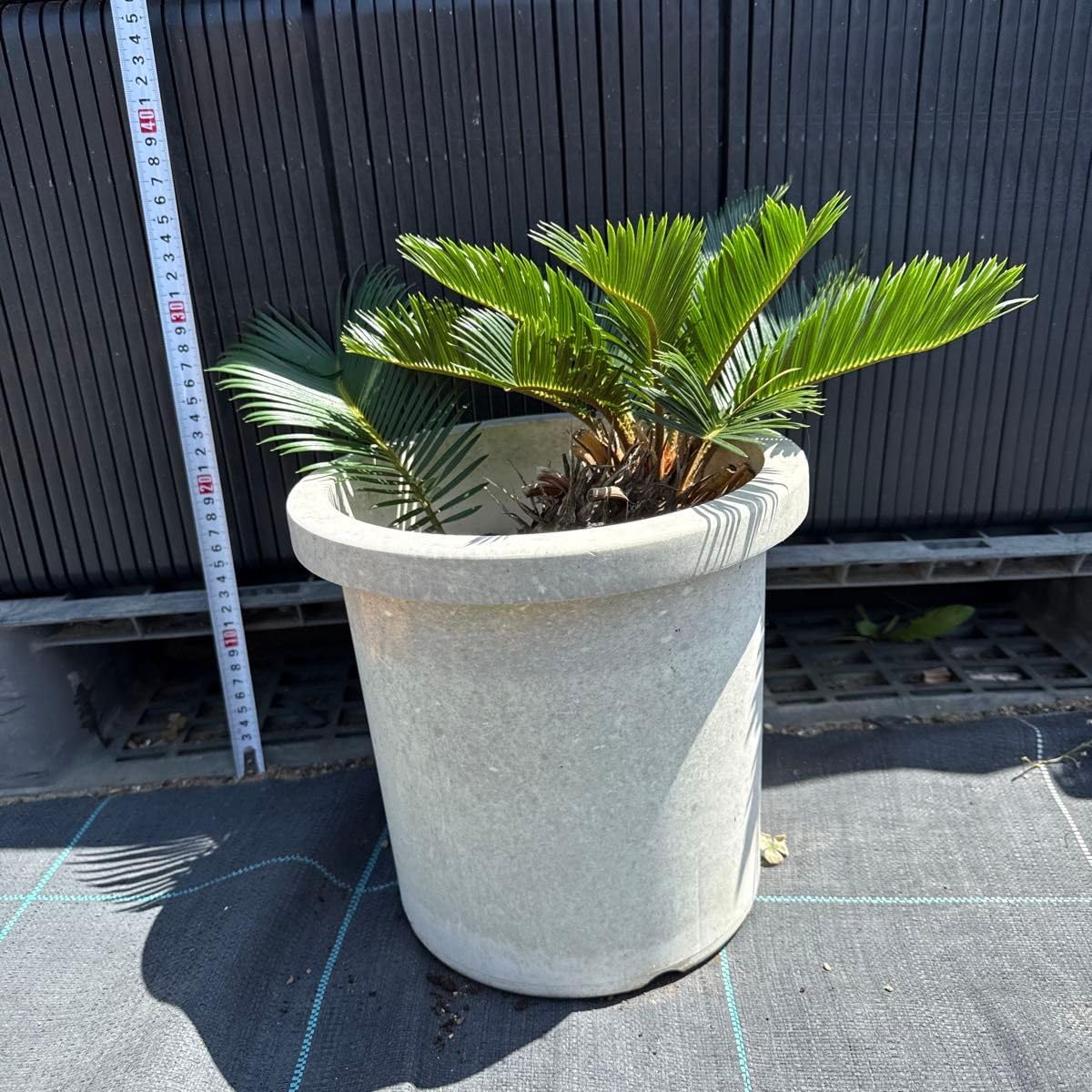 ⭐️美麗大型ソテツ⭐️美しい大型ソテツ 蘇鉄☆【迅速にお届け!!】 幹 ⭐️美麗大型ソテツ⭐️美しい大型ソテツ 蘇鉄☆【迅速にお届け!!】 幹