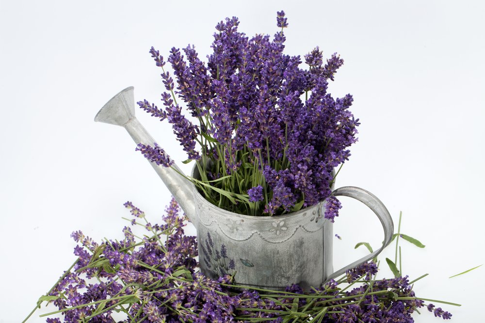 Creative Farmer Exotic Herb Seeds - Lavender Seeds French Kitchen Garden Pack