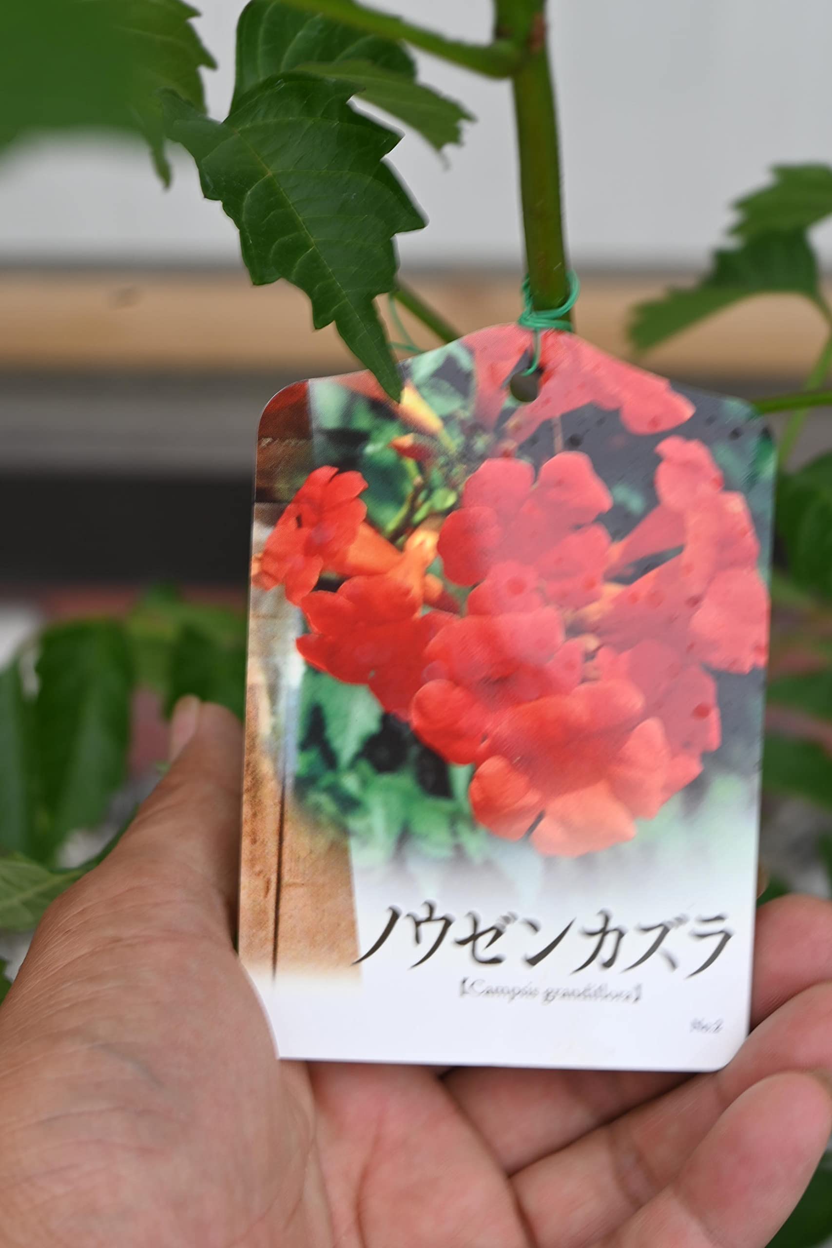 Amazon.co.jp: ノウゼンカズラ苗 赤花 : DIY・工具・ガーデン Amazon.co.jp: ノウゼンカズラ苗 赤花 : DIY・工具・ガーデン