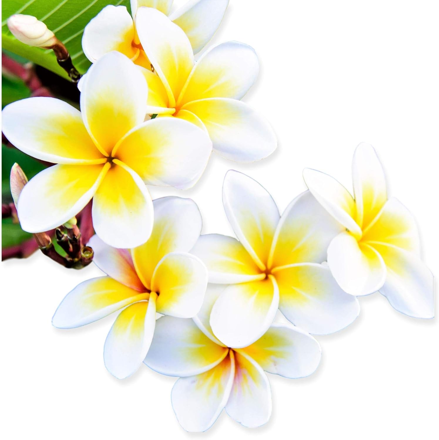 Yellow & White Plumeria Plant Select Yellows & Whites | Fragrant 1 Stout 10-14" Potted Plant in a 4" Pot | Ships from Easy to Grow TM