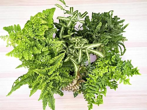 La Costa Plants - Plantas mixtas de helecho, juego de 3, macetas de 4 pulgadas, plantas vivas de interior y exterior para decoración del hogar y la