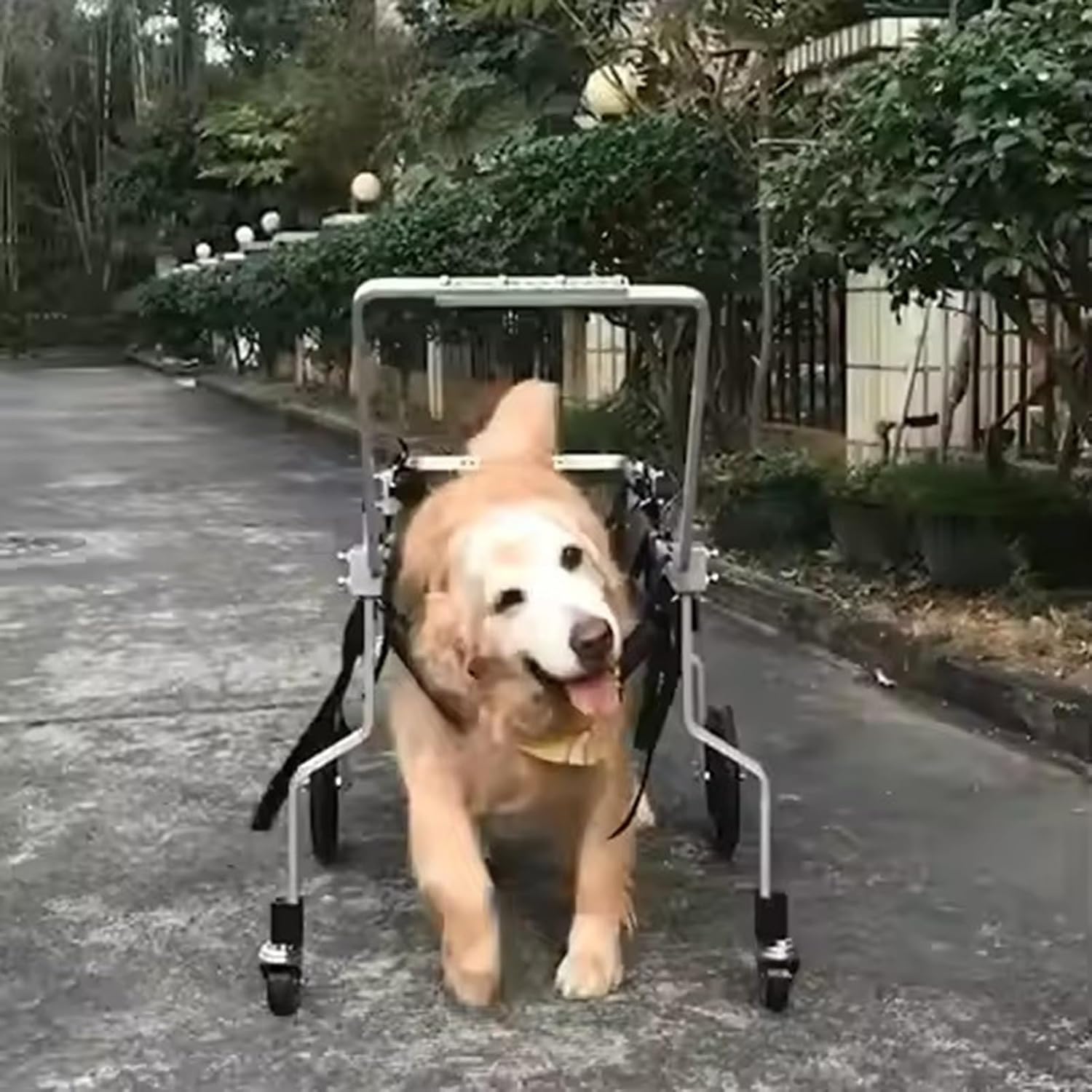 Adjustable Dog Wheelchair for Large Pets, Full Support 4-Wheel Pet Cart with Soft Harness, Ideal for Disabled & Aging Dogs & Cats (XL) – Rehabilitation Aid (Small)