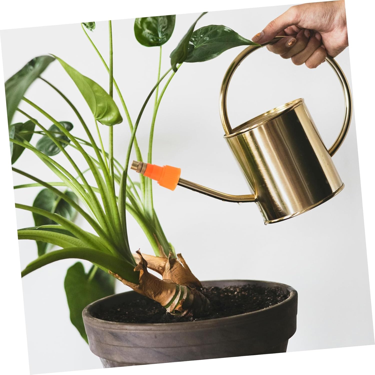 A golden watering can with the orange Parliky nozzle attached, watering a large potted plant.