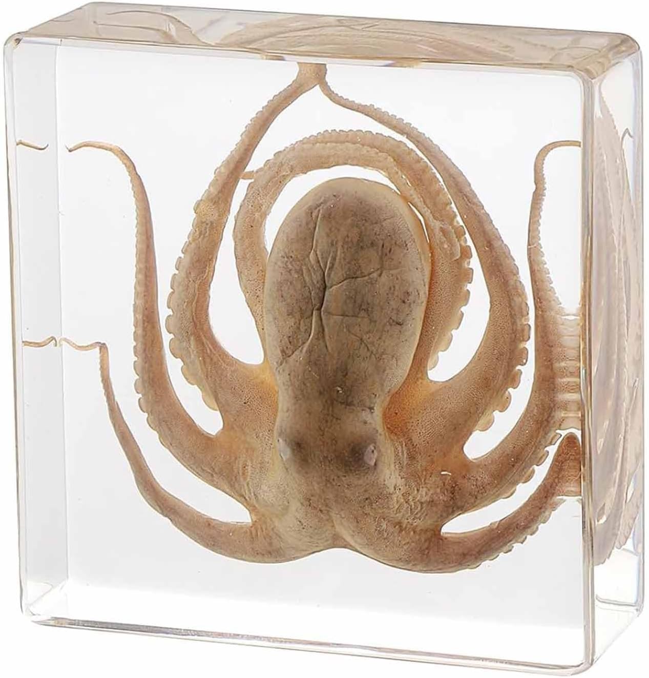 Ornamento perfetto tassidermico di polpo - Esemplari di polpo veri, esemplare animale in resina, amante dell'oceano - for l'istruzione scientifica in classe, curiosità sulla biologia, decorazioni e re