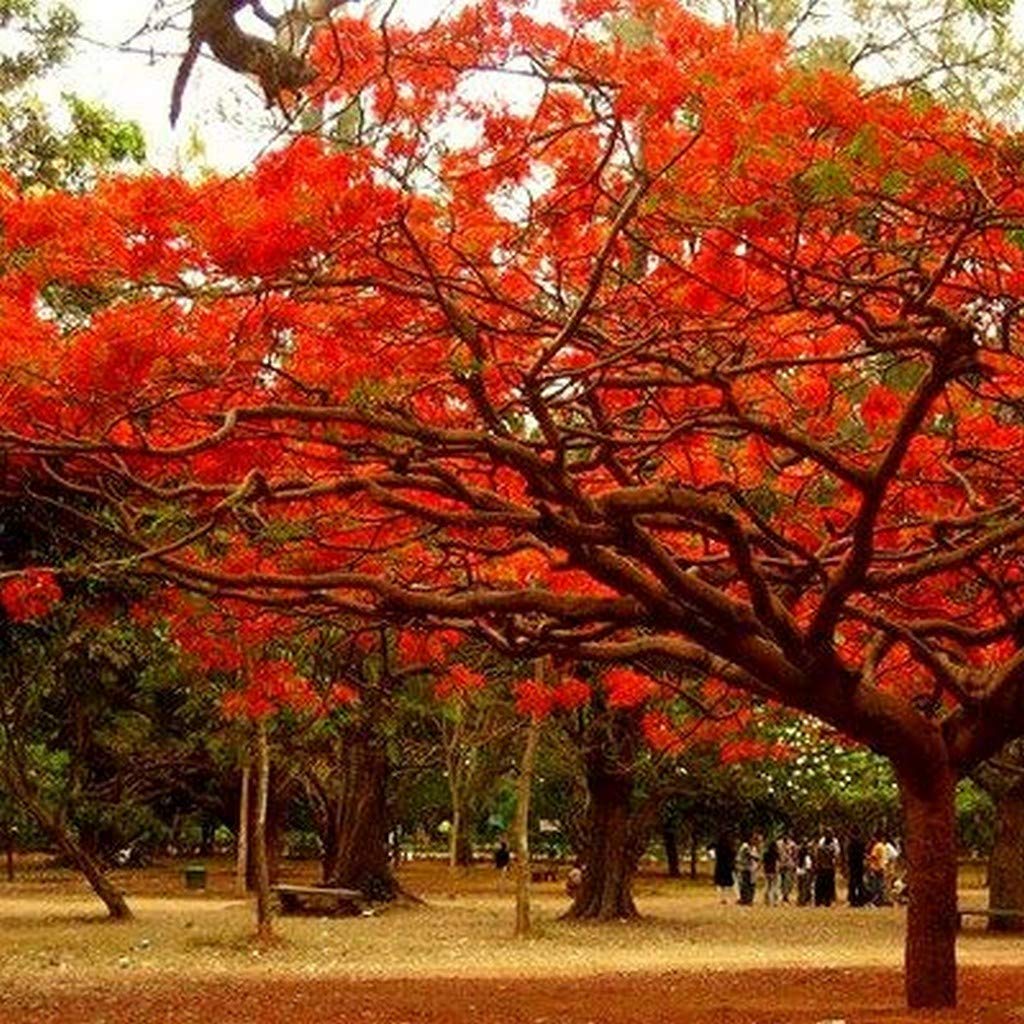 Creative Farmer Live Plant Gulmohar Royal Poinciana Shade Garden Plant (1 Healthy Live Plant) (PLANT-68-GULMOHR9$ll@) (B08P5S218N) Amazon Price History, Amazon Price Tracker