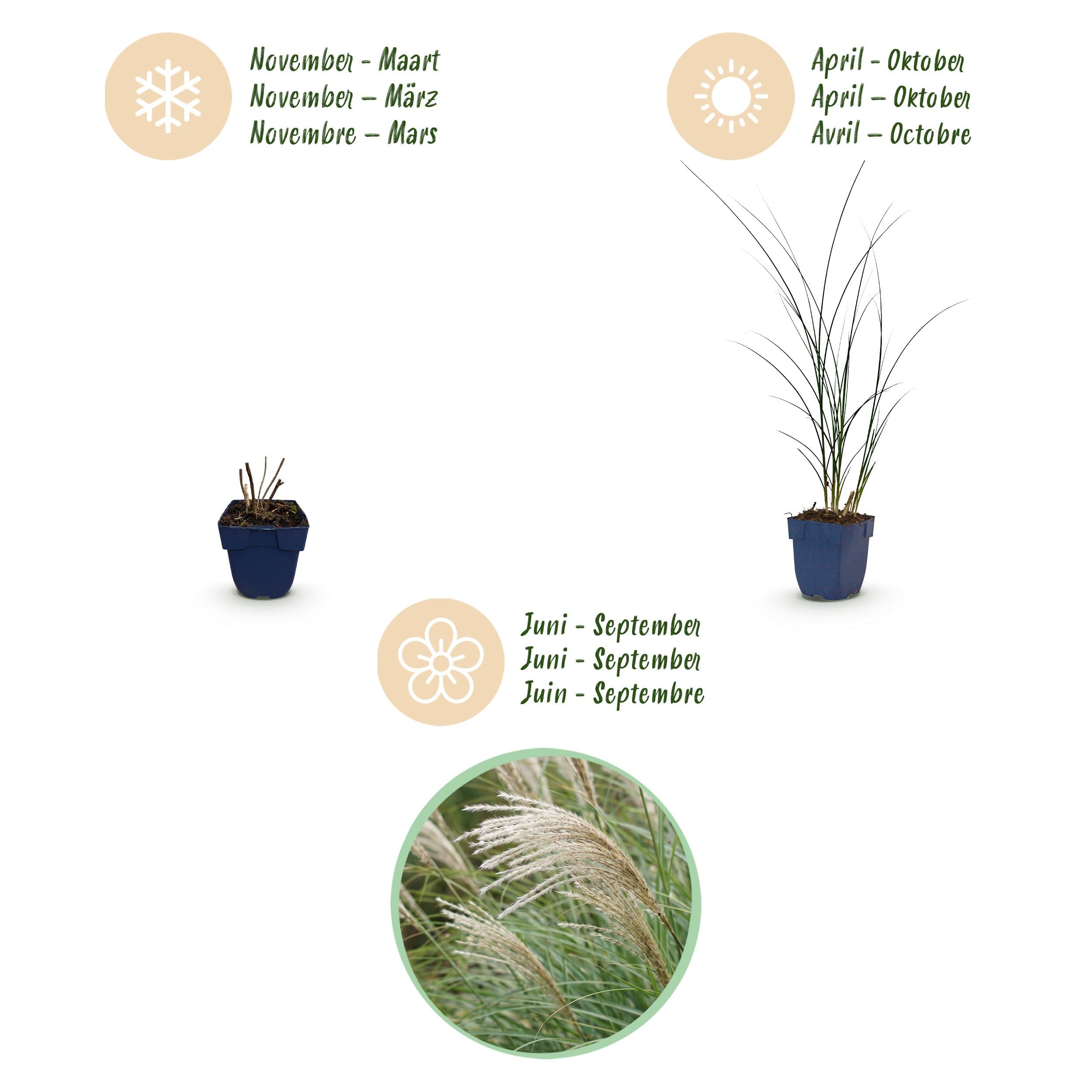 Miscanthus sin. Gracillimus – trawa pampusowa – z kłosami – zielona – 6 roślin - 15-25cm - Ø11cm - Roślina ogrodowa