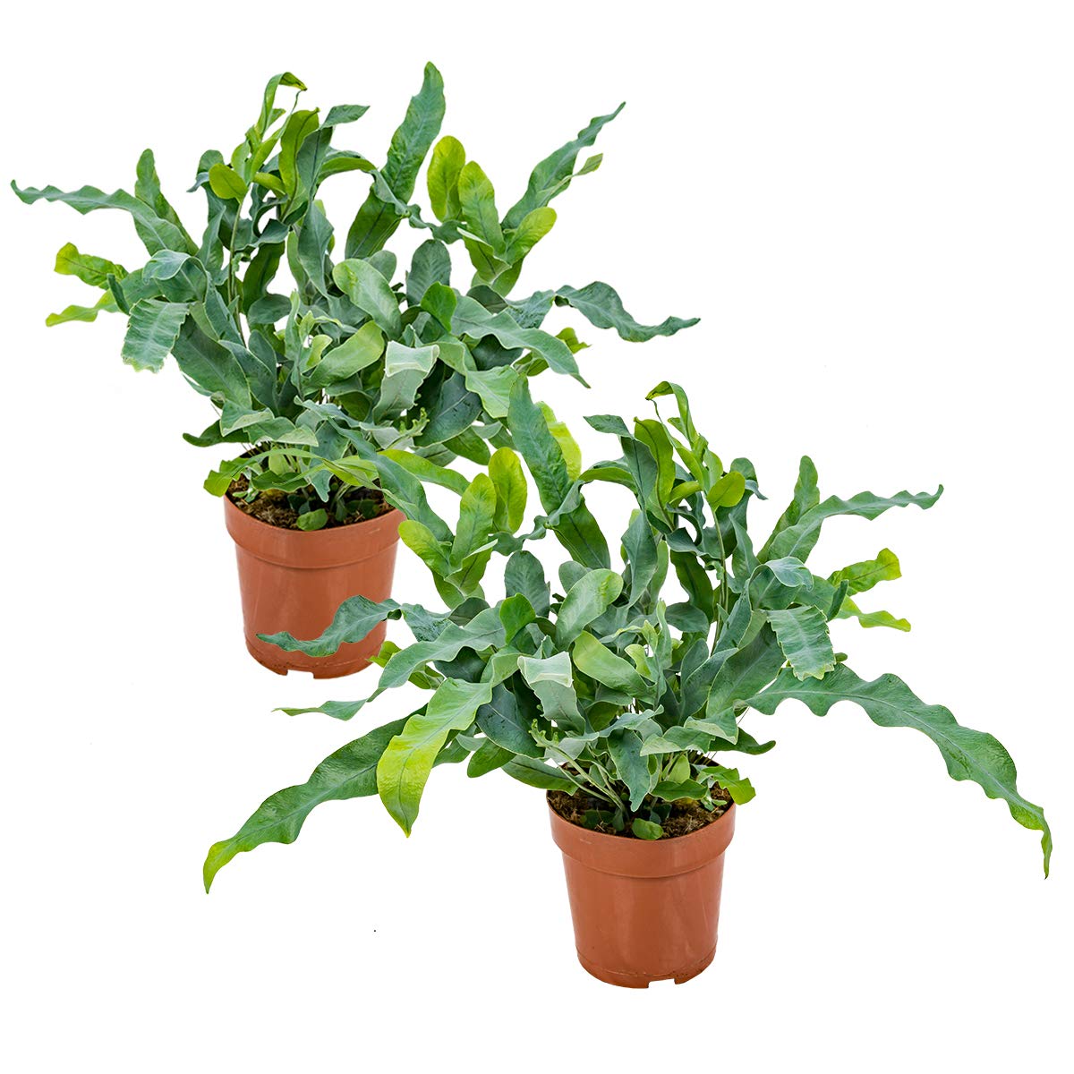 Bloomique - Set de 2 - Phlebodium ‘Blue Star’ - Helecho azul - Plantas de interior - Purificadora del aire - Apta para mascotas - Altura 20-30 cm - Maceta 12 cm