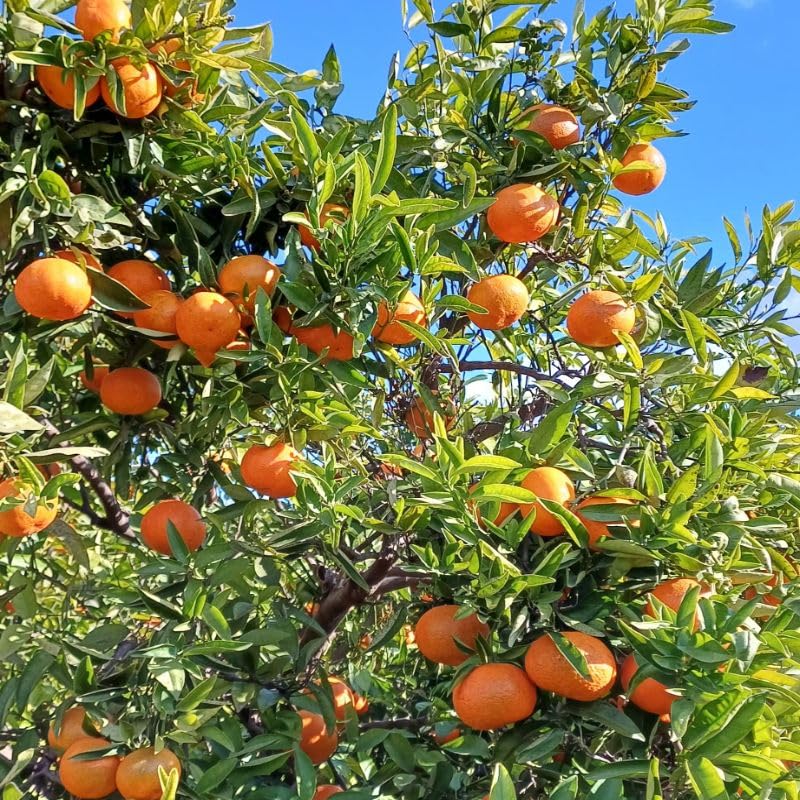 Caja de 9 Kg de Mandarinas de Valencia