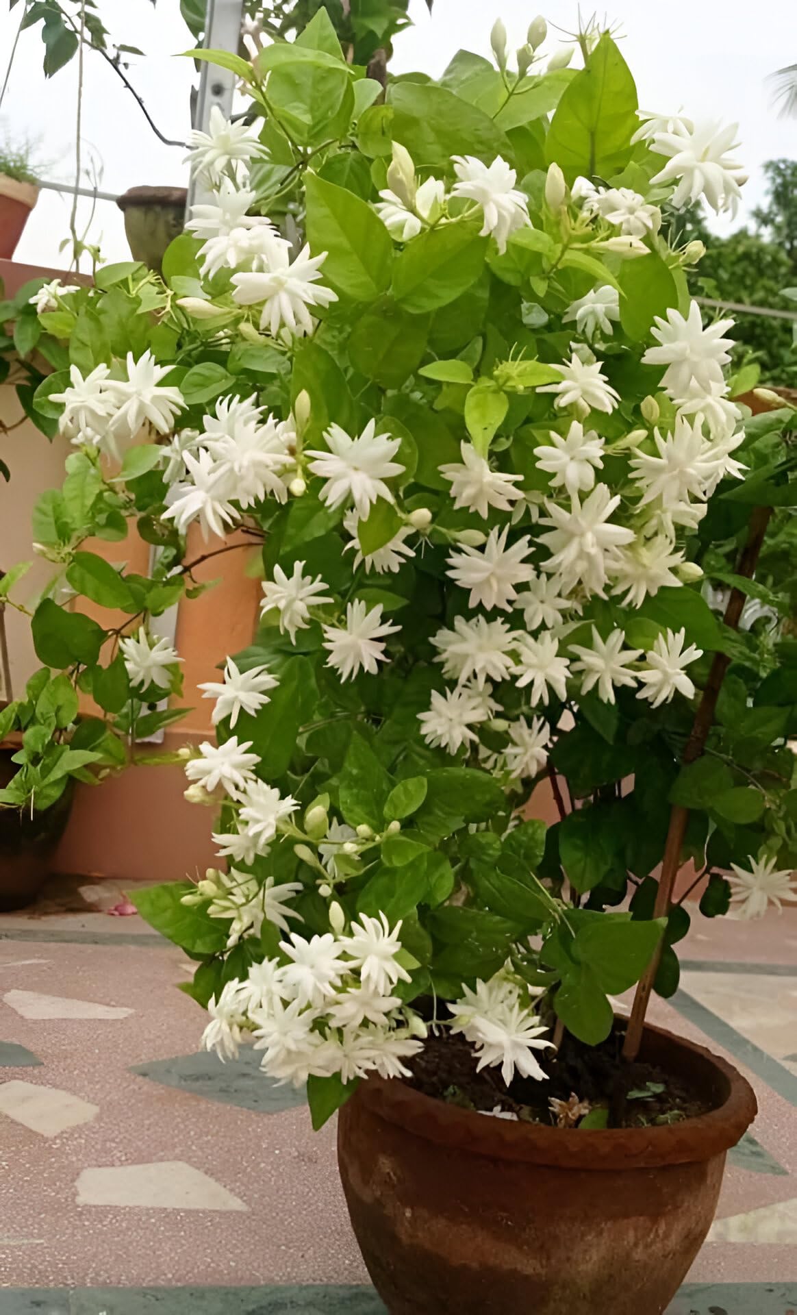 ABEFARIYA Beautiful All Season Belful Plant |Mogra Jasmine Beli Flower Plant Tree with Grow bag -(height 35-40 c.m.) for home gardening (Quantity 1) Outdoor & Indoor Plant-picture-13