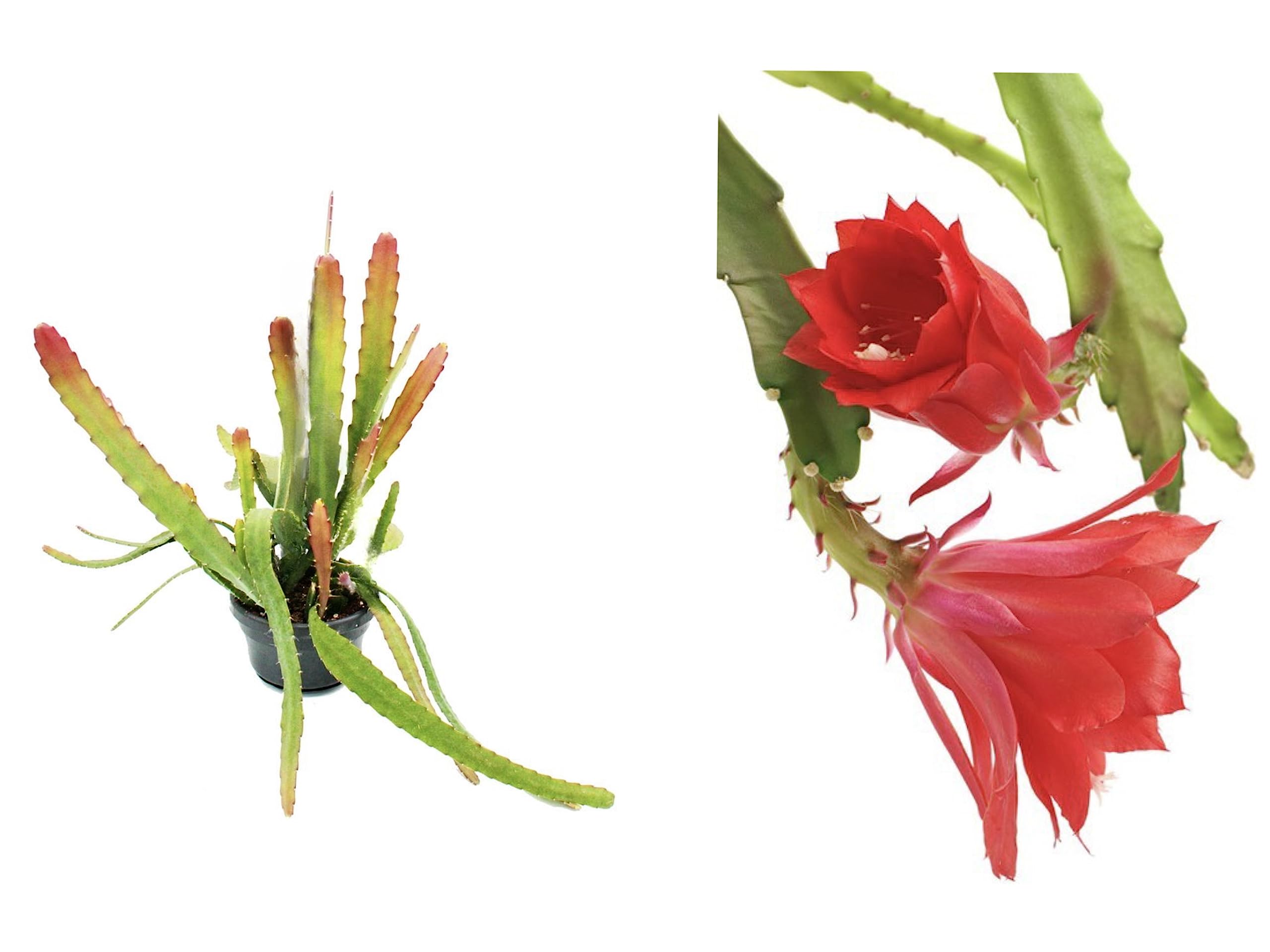 Epiphyllum Ackermannii Orchid Cactus Plant – Exotic Beauty for Your Home Garden – Vibrant Blooms in 12cm Pot